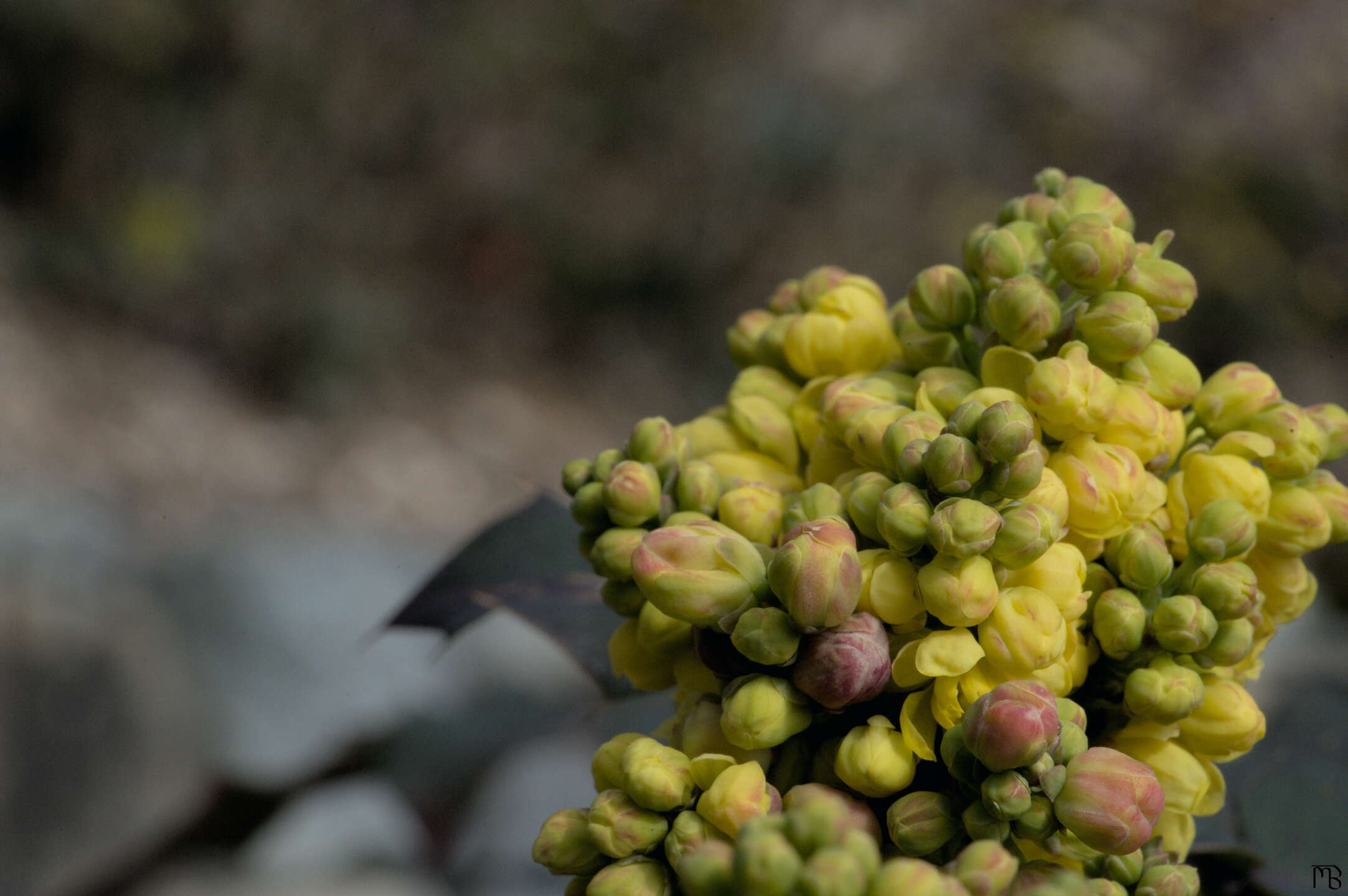 Yellow buds in bush