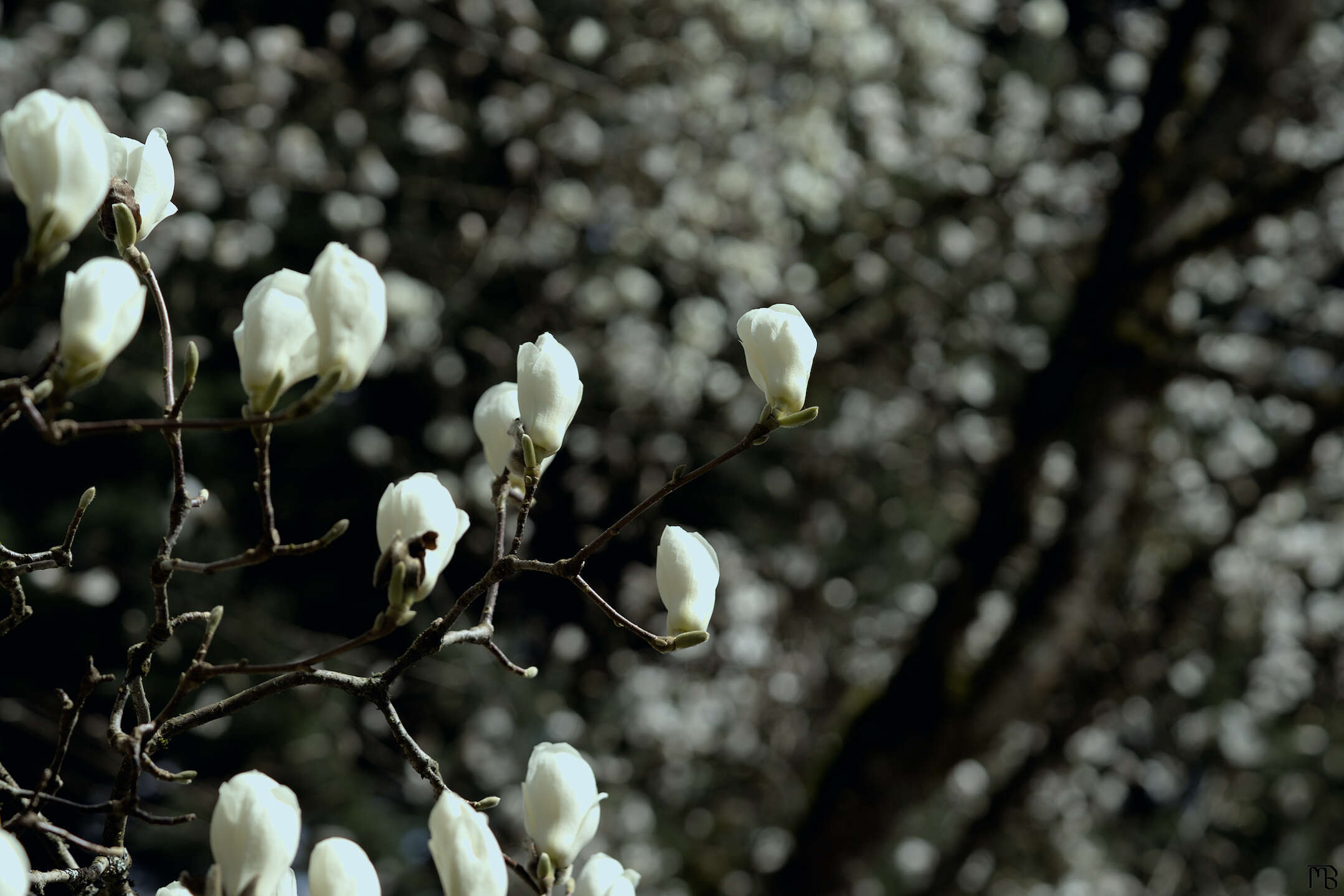 White buds in tree