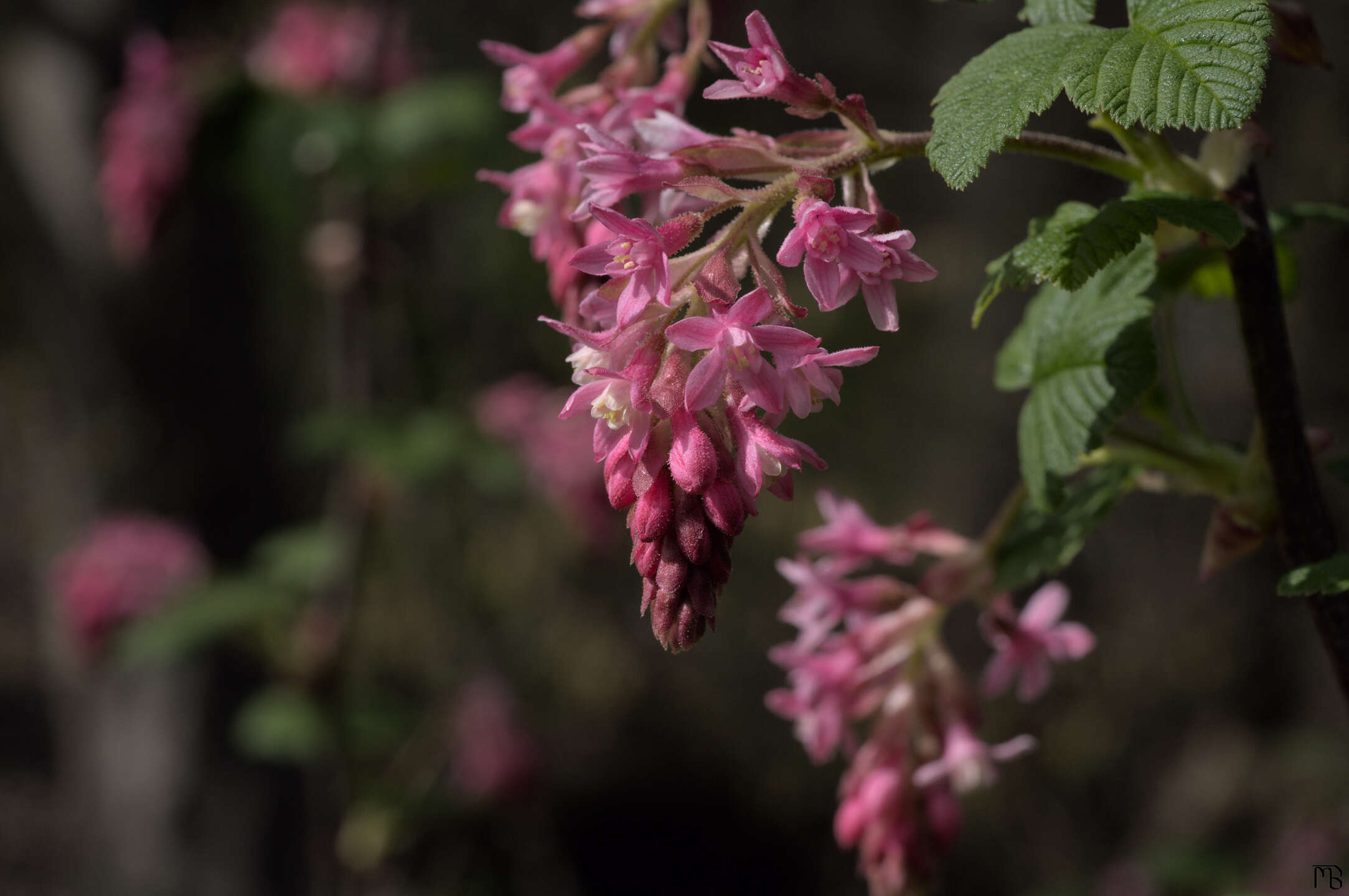 Pink buds in bush