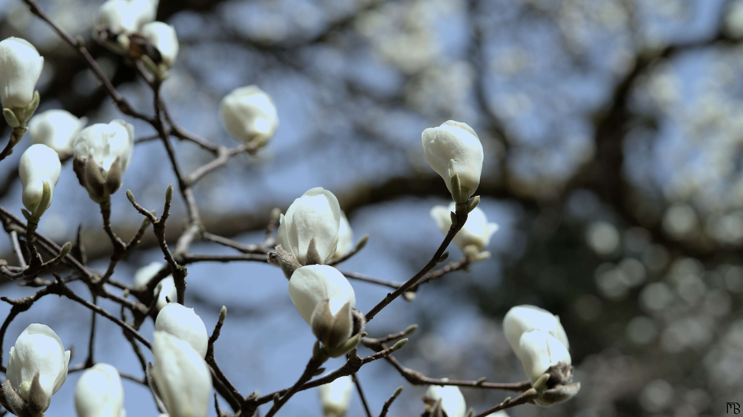 White flower buds tree