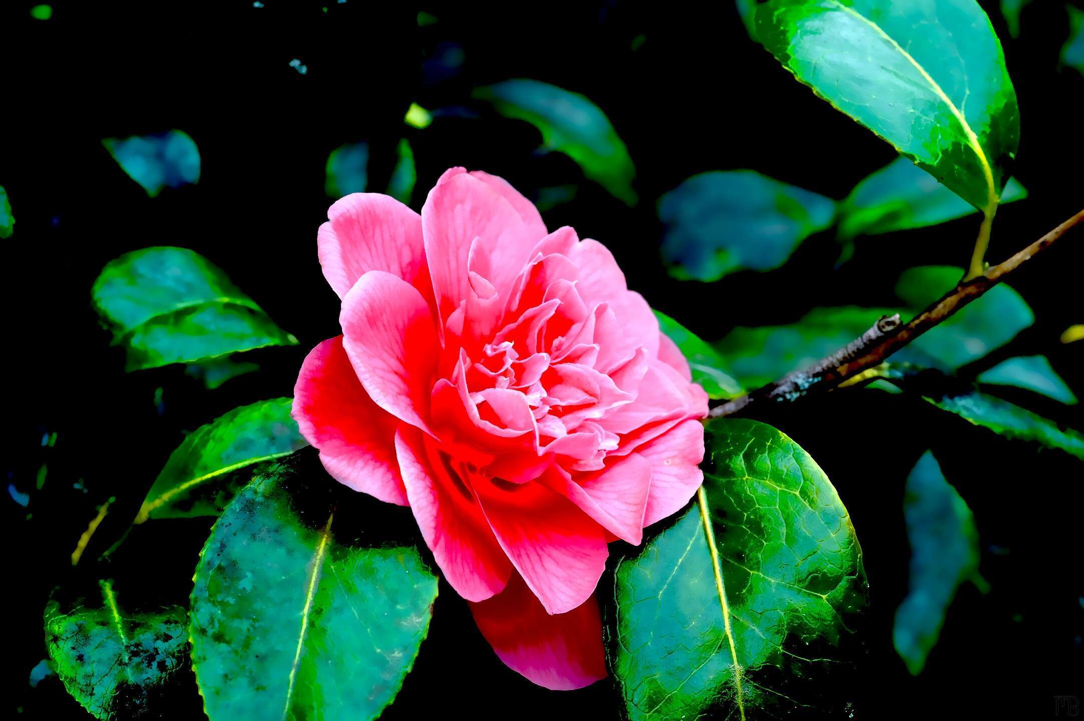 Arty pink flower with green leaves