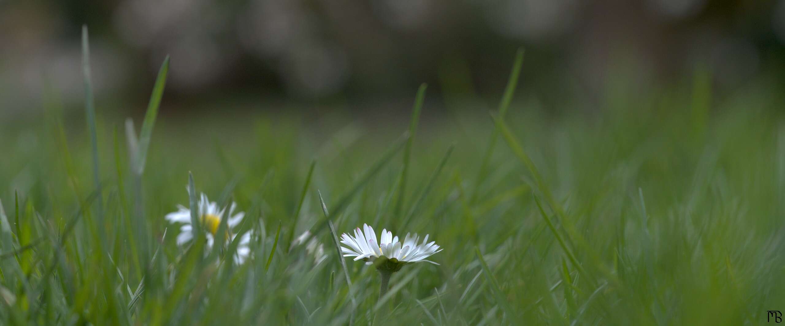 White flower peaking out of grass