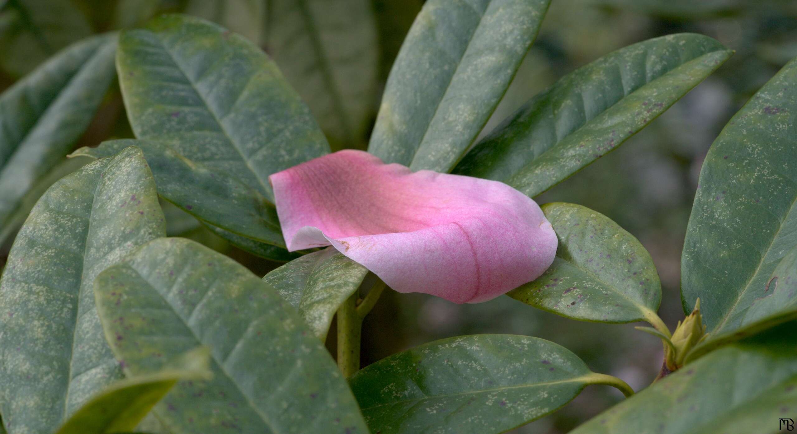Pink petal on green leaves