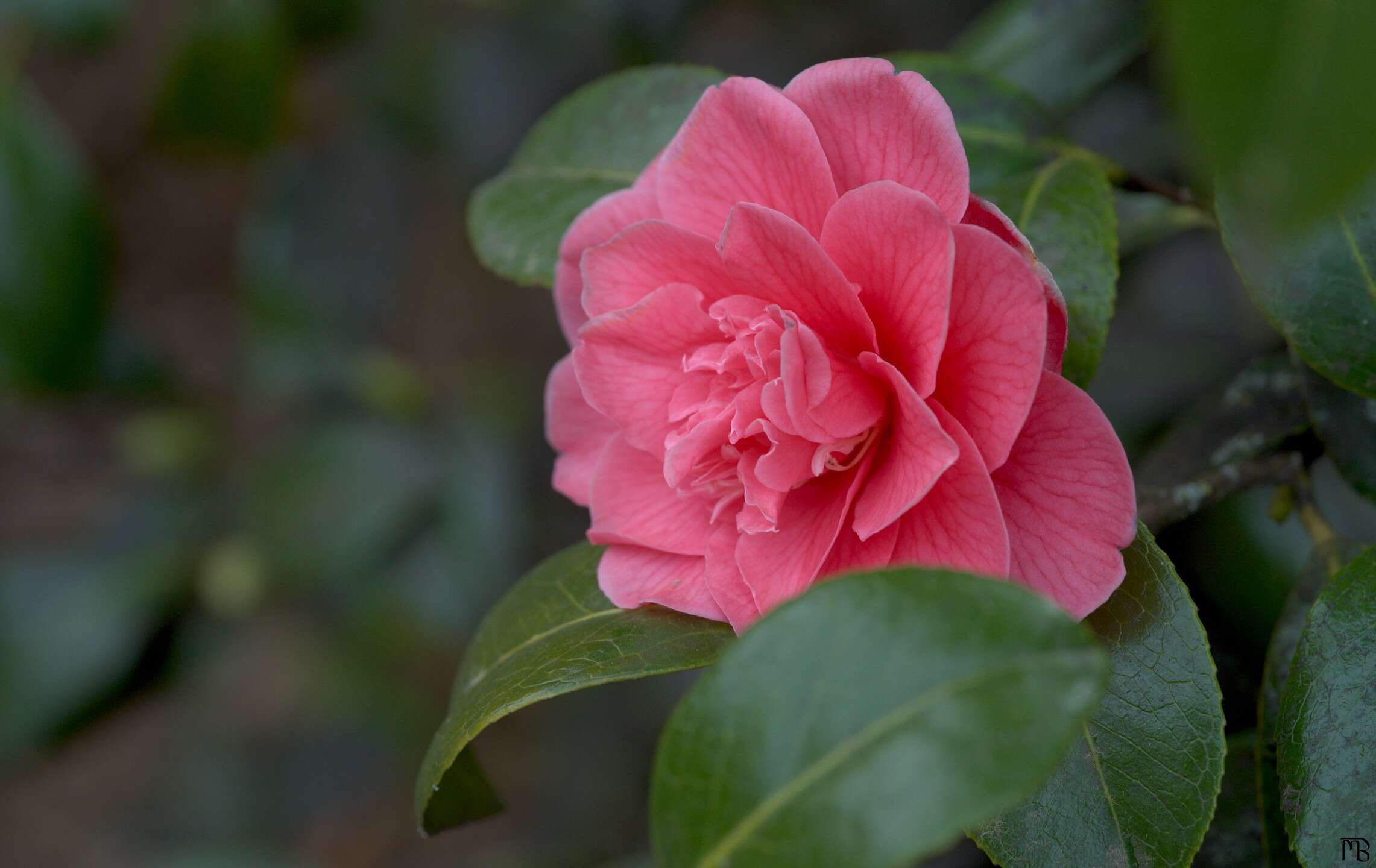Pink rose on leaves