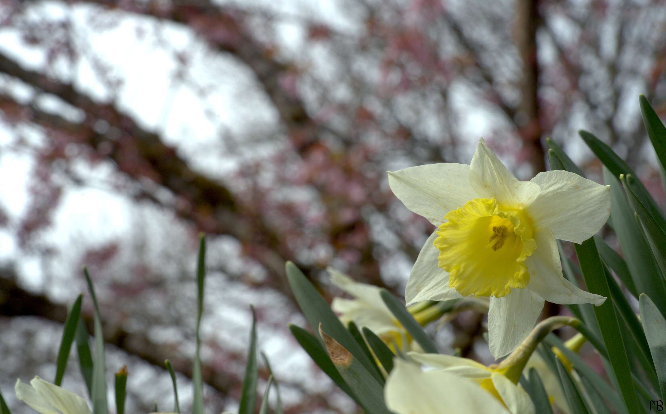 Yellow and white flower above grass