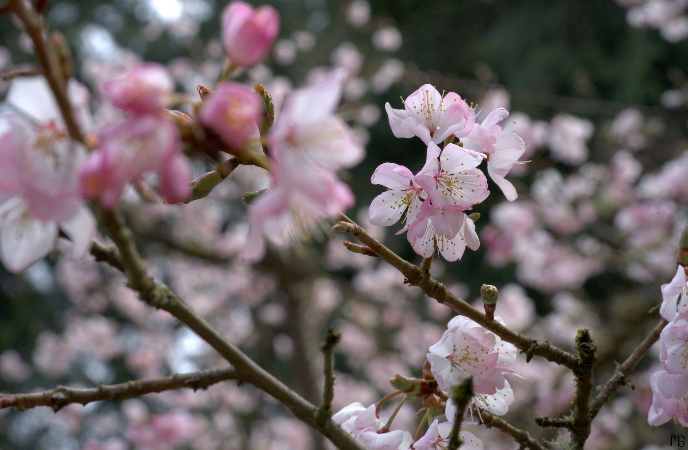 Pink flowers in tree