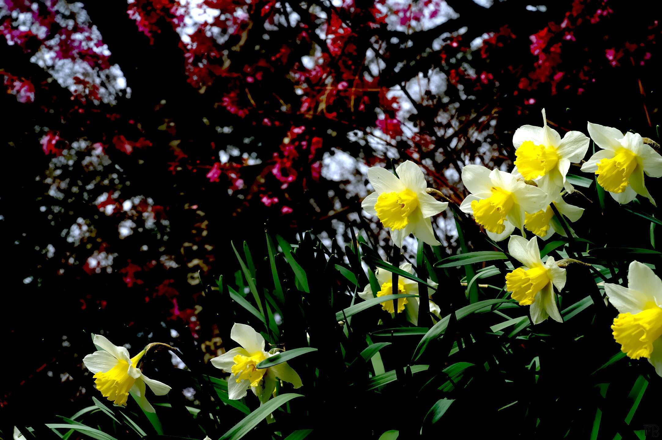 Arty green and yellow flowers with red background