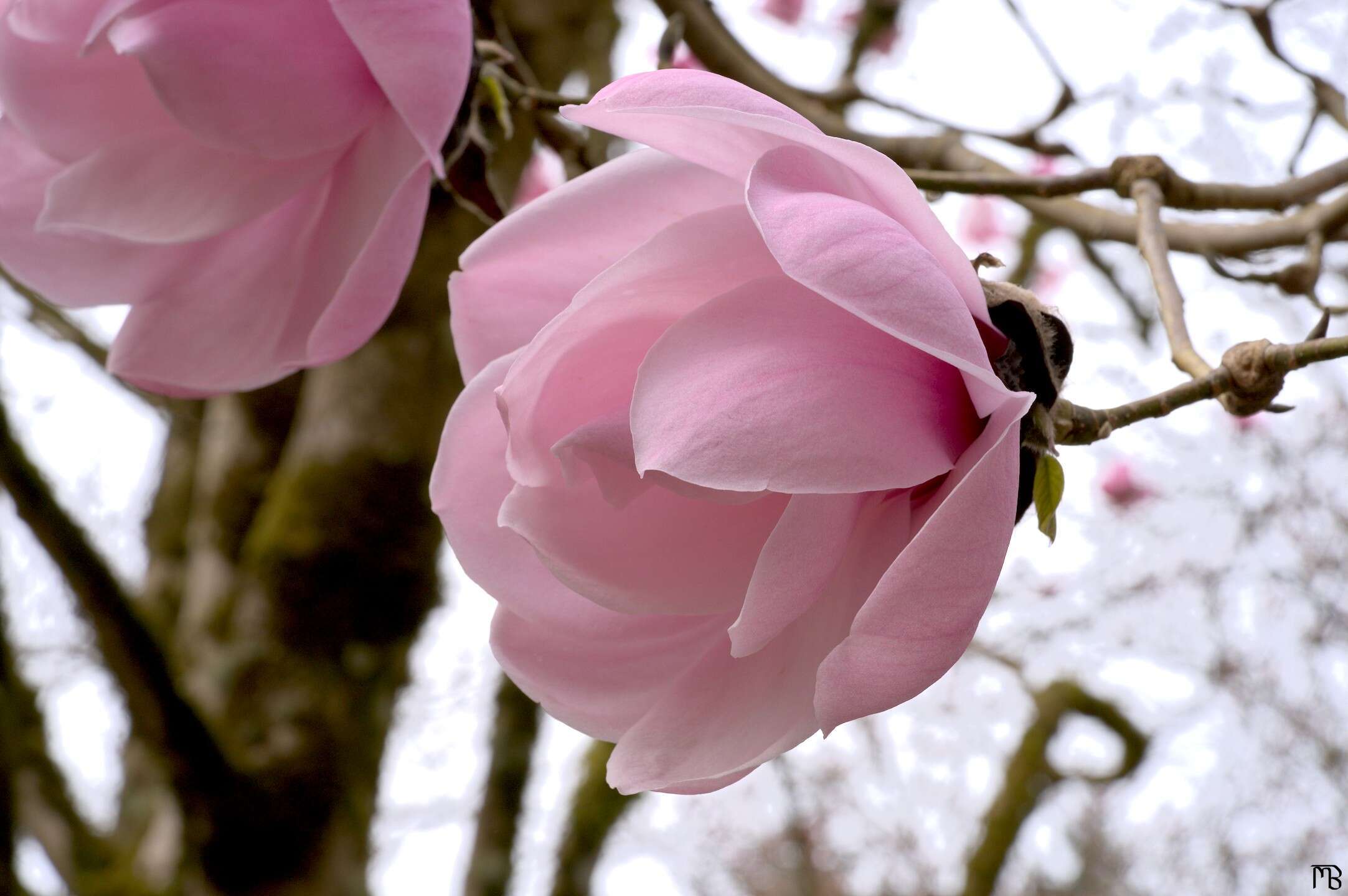 Pink rose in tree