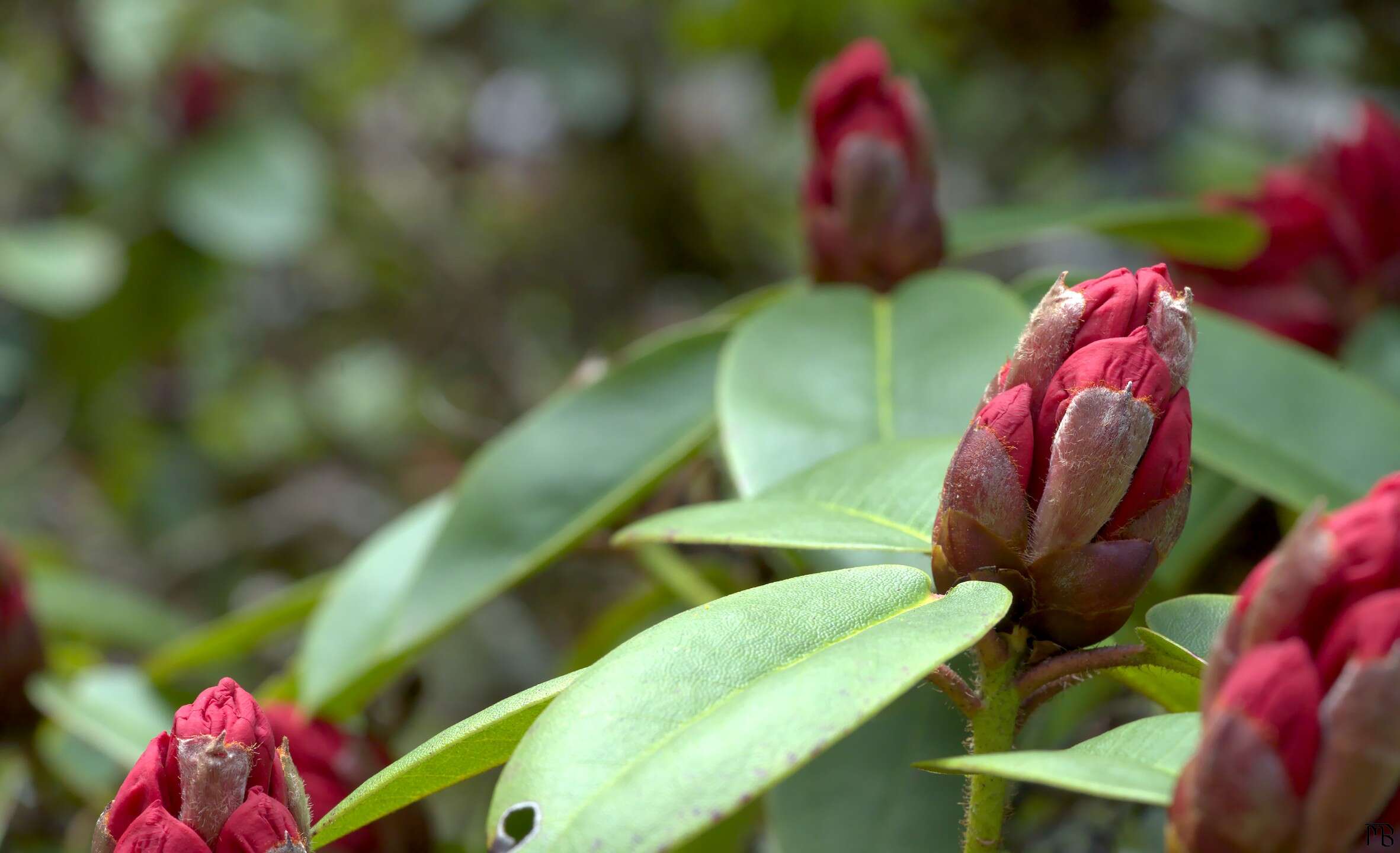 Red flower bud in bush