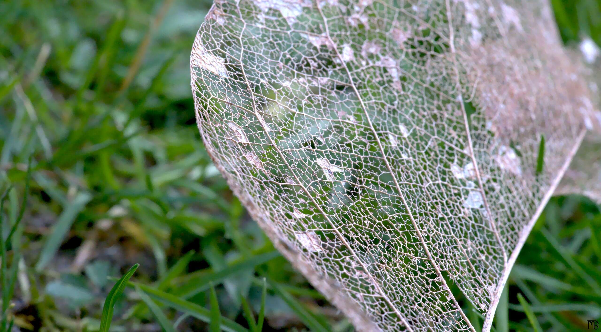 Degraded brown leaf