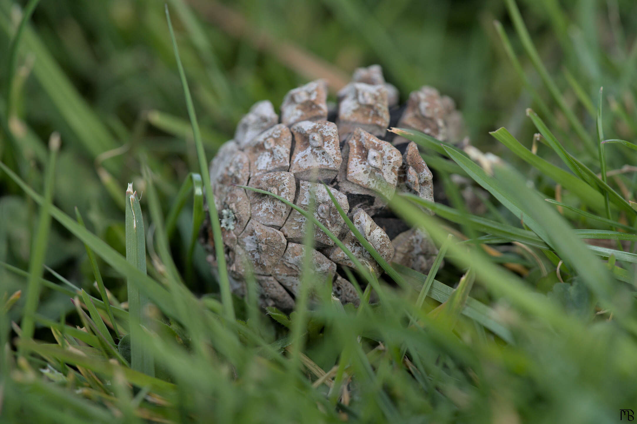 Dried white pinecone in grass