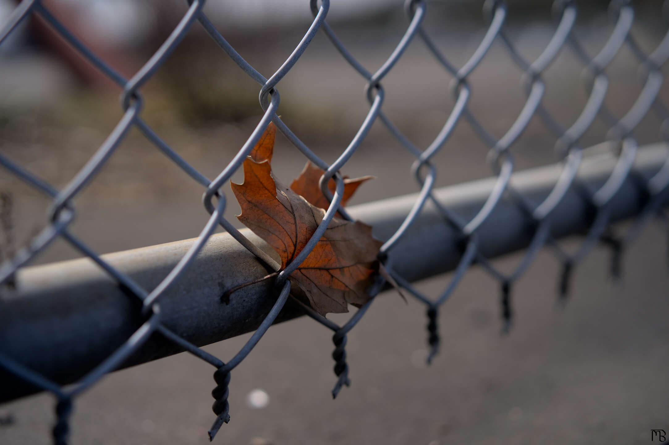 Orange leaf on blue fence