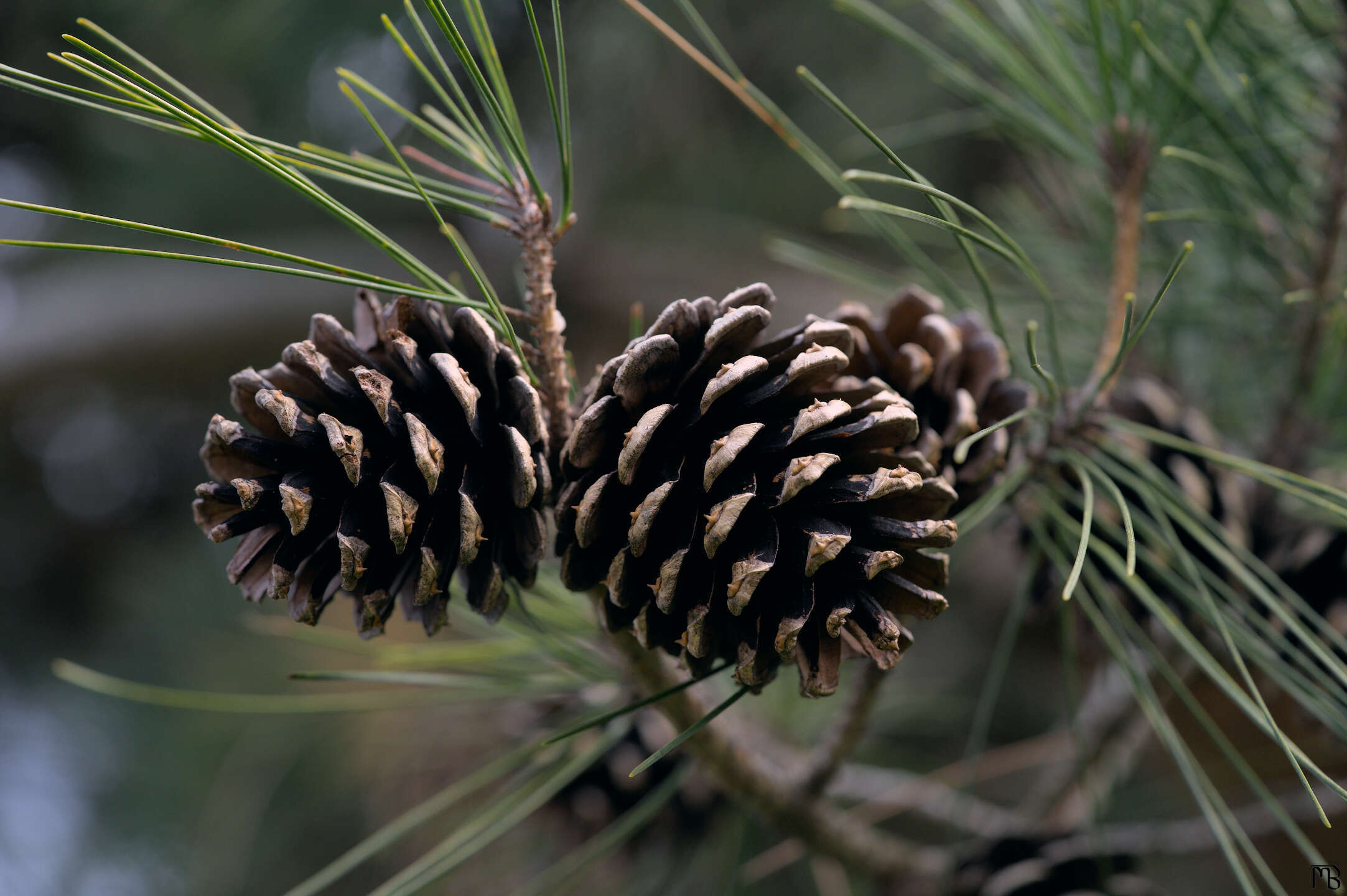 Pine cones in tree