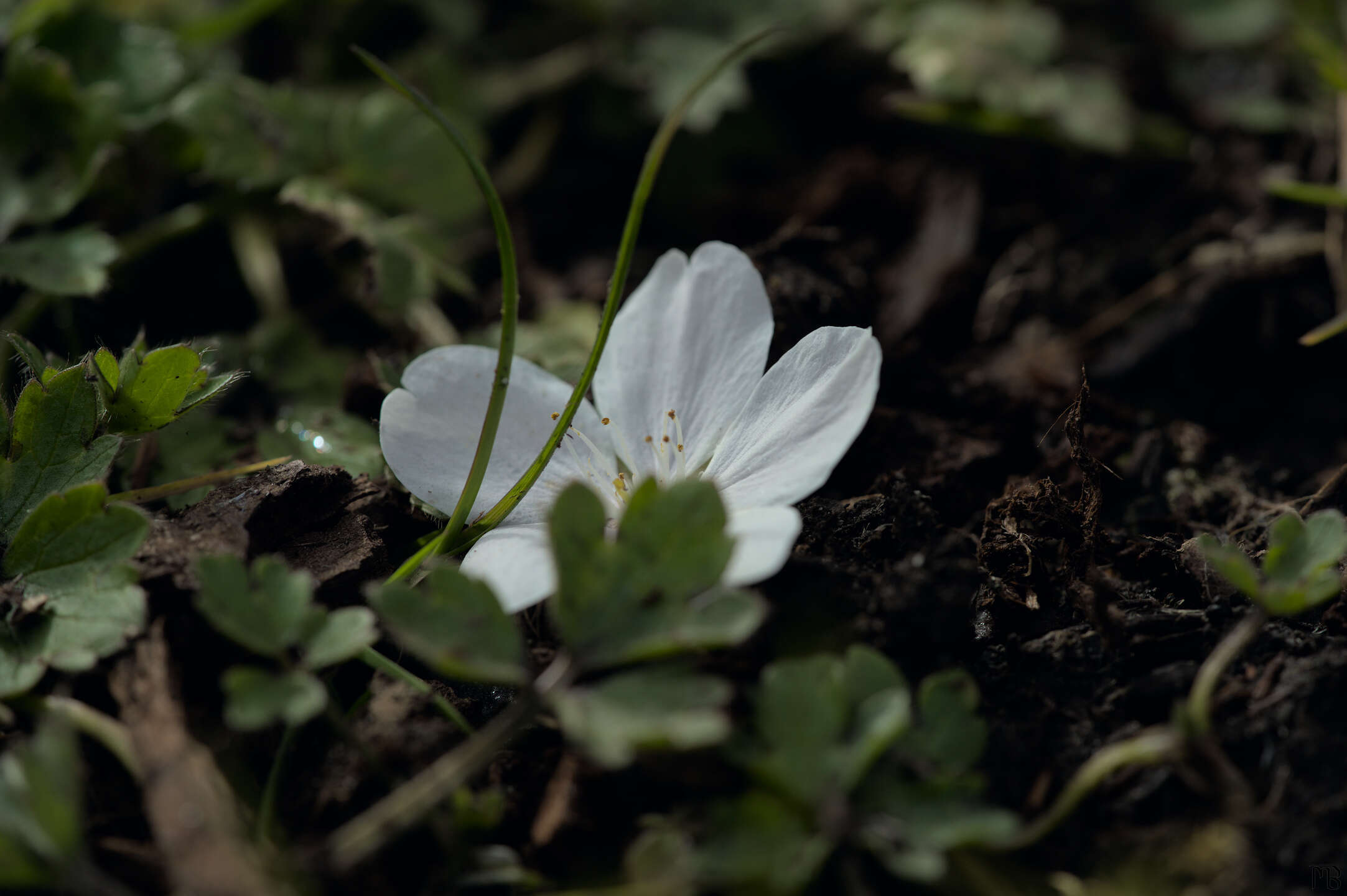 Single white flower on ground in grass