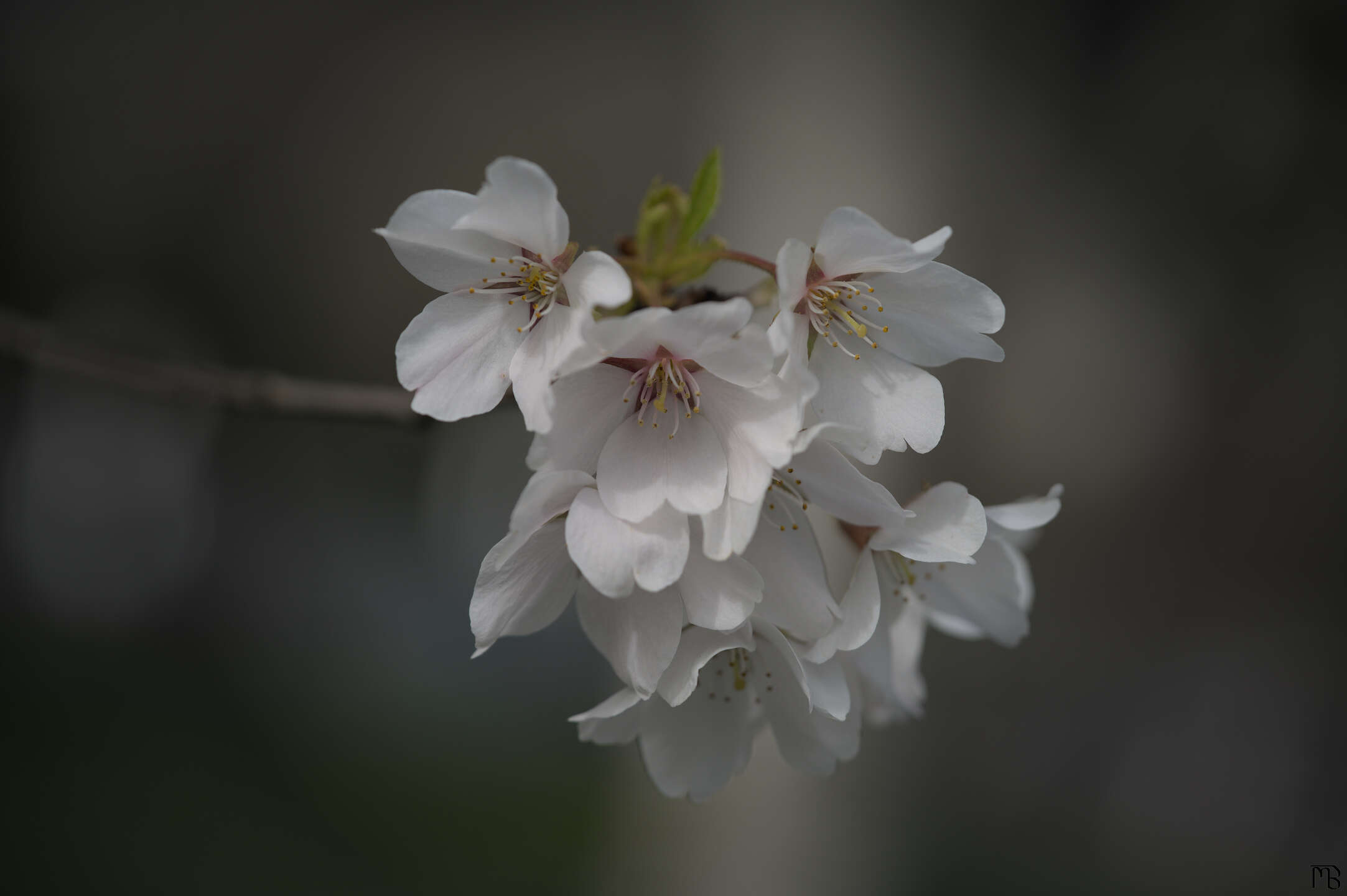 White flowers on a branch