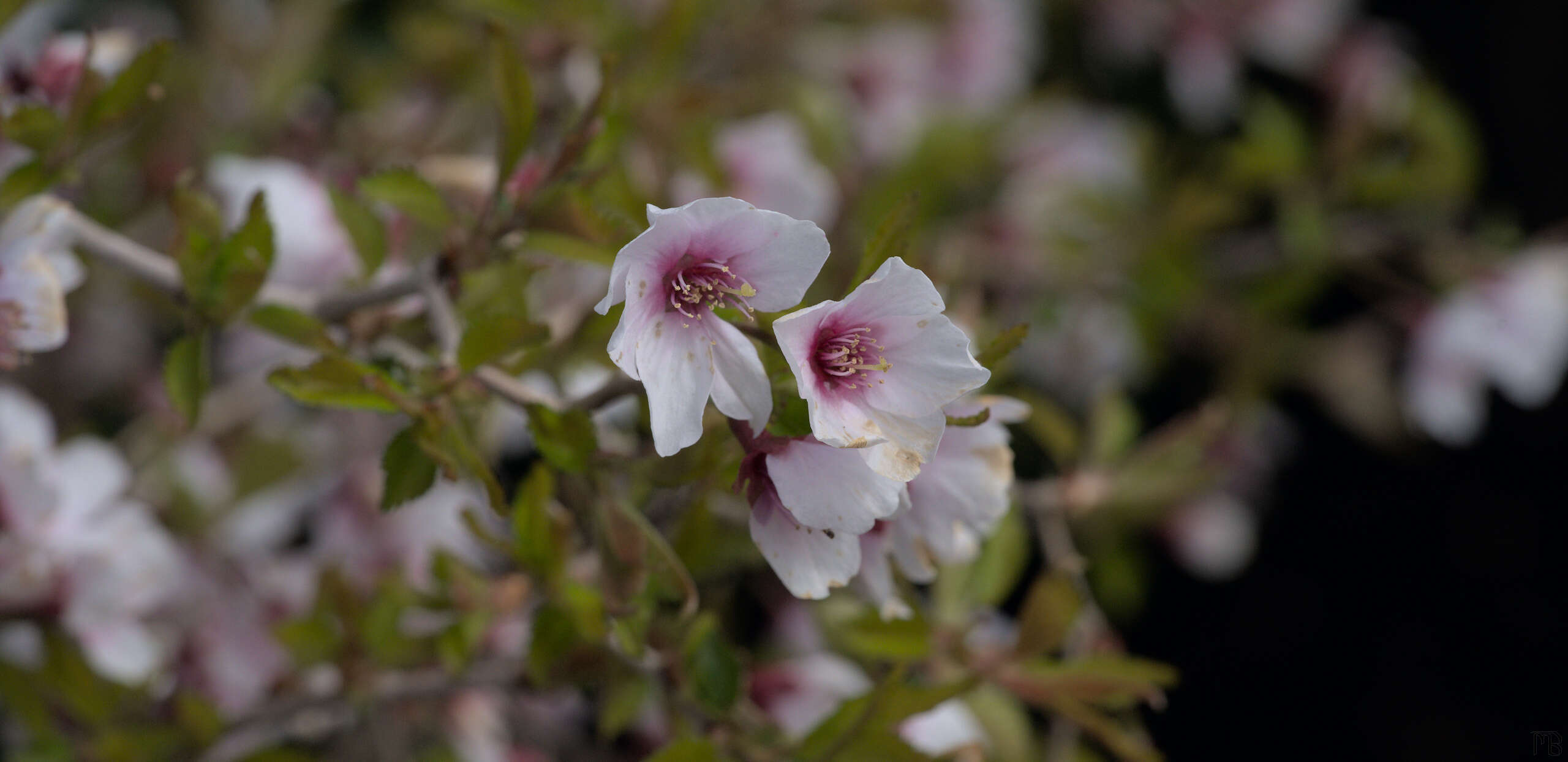 Purple and white flower in bush