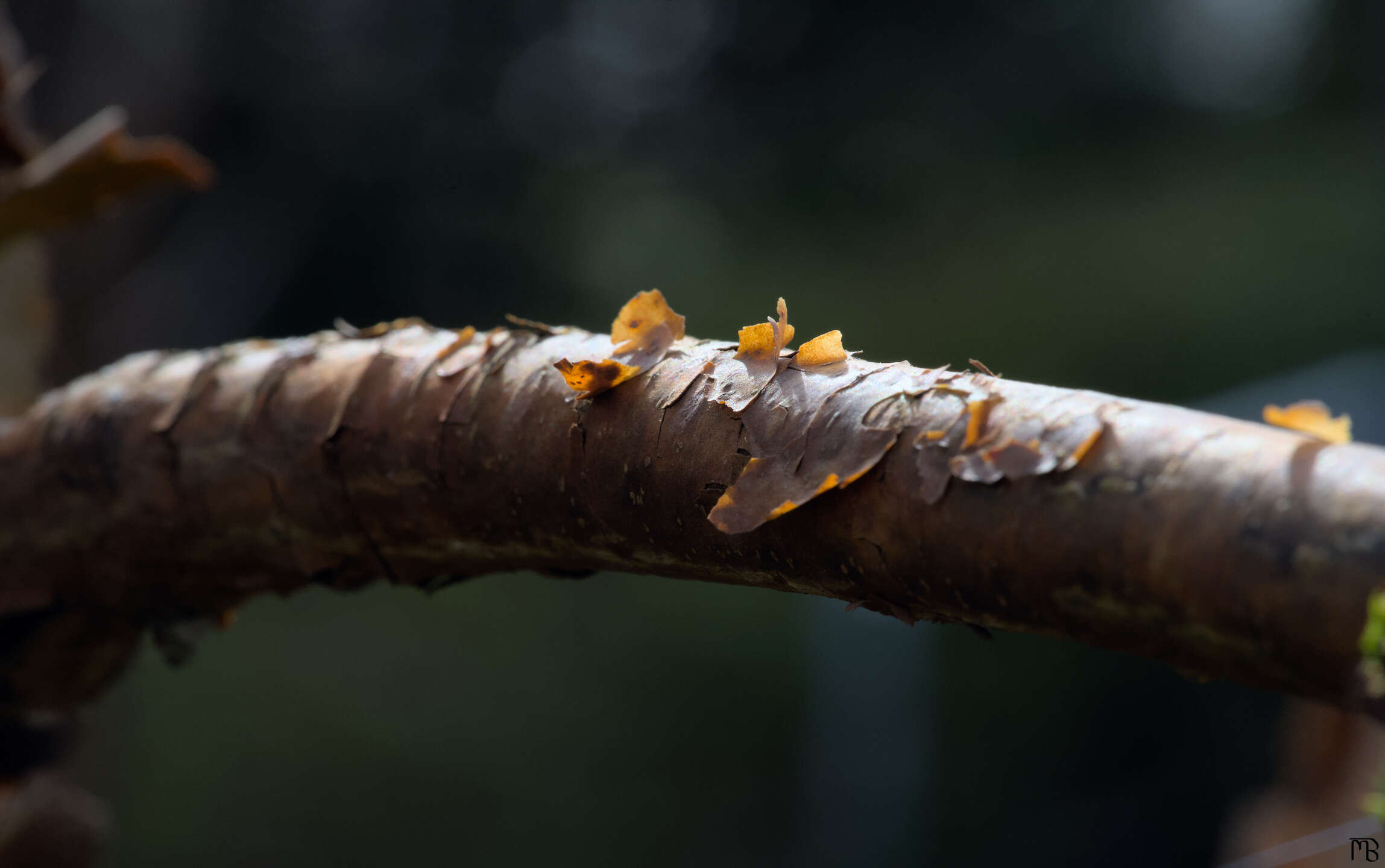 Flaky bark on branch