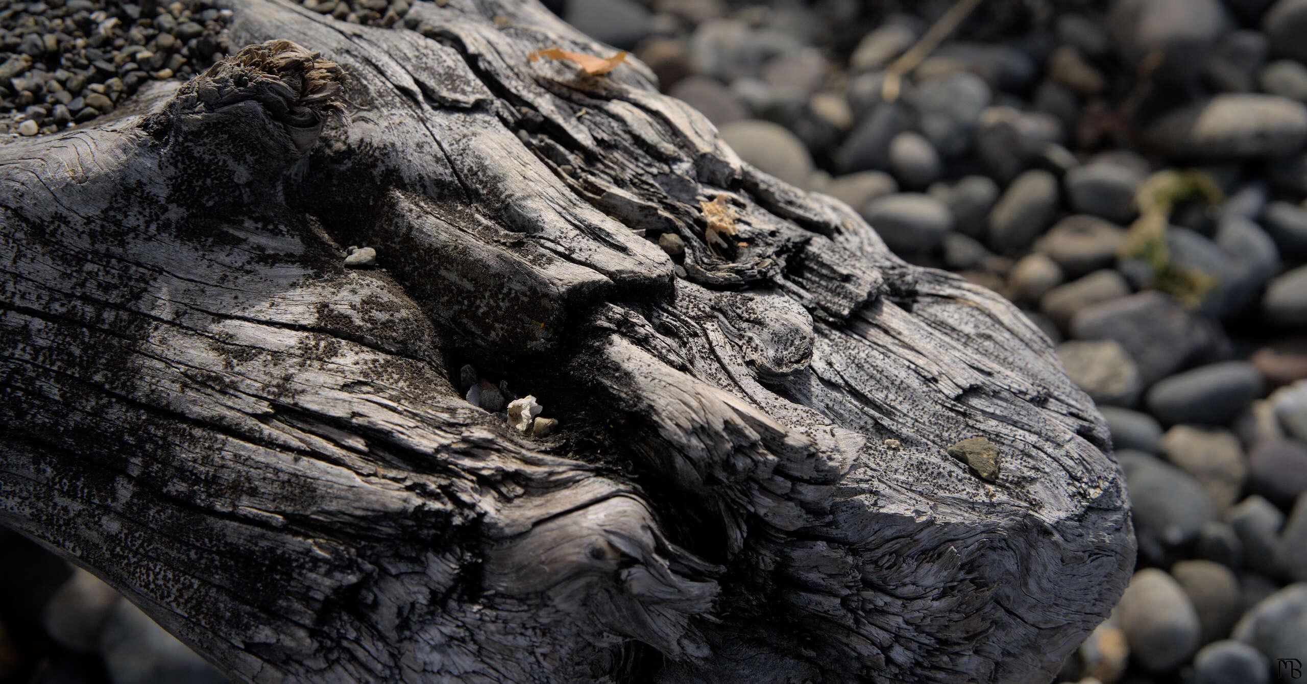 Driftwood on rocky beach