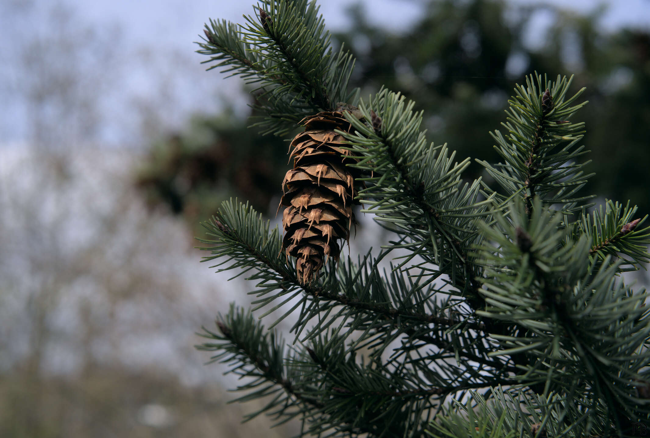 Pinecone hanging firm on tree