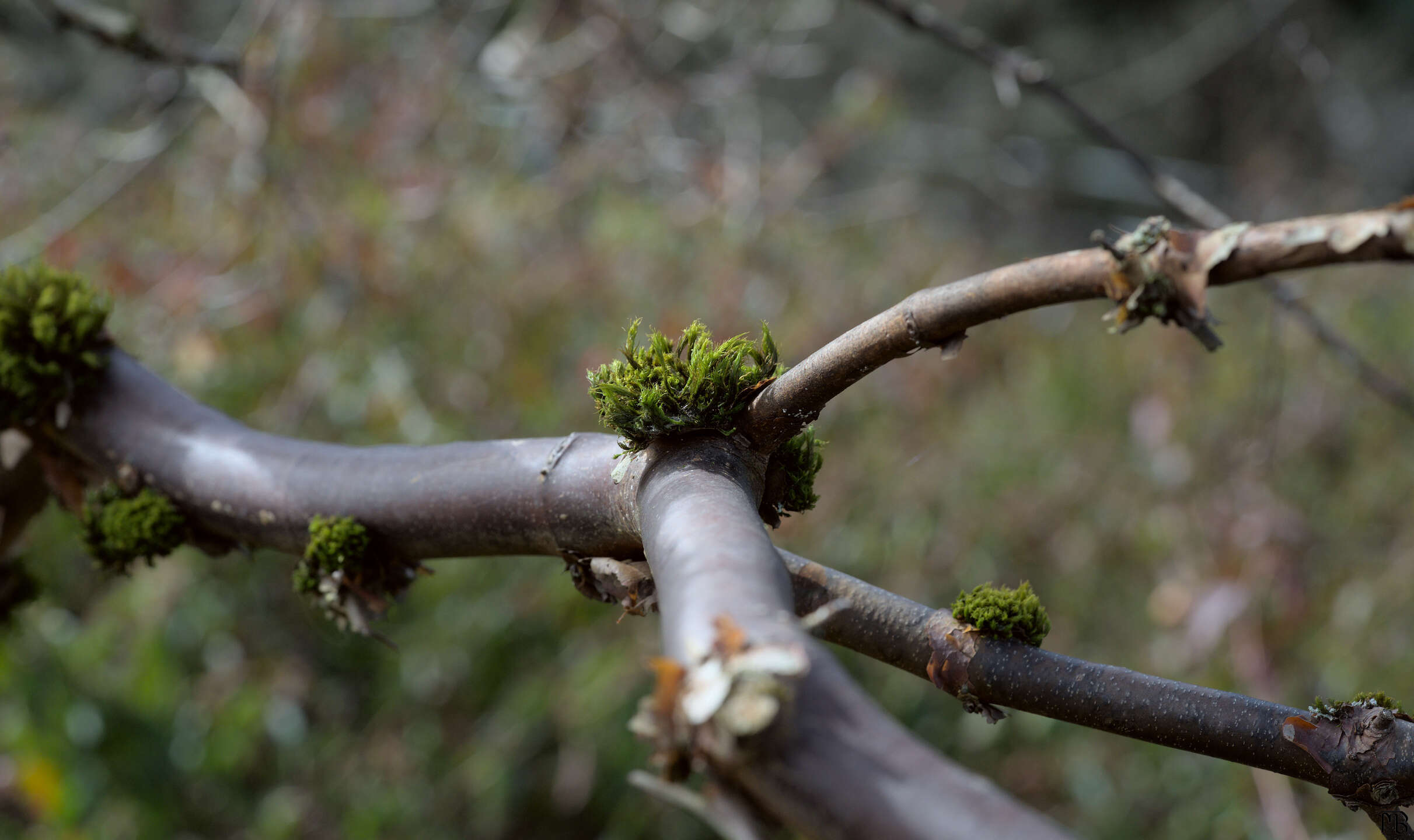 Green moss on branch fork