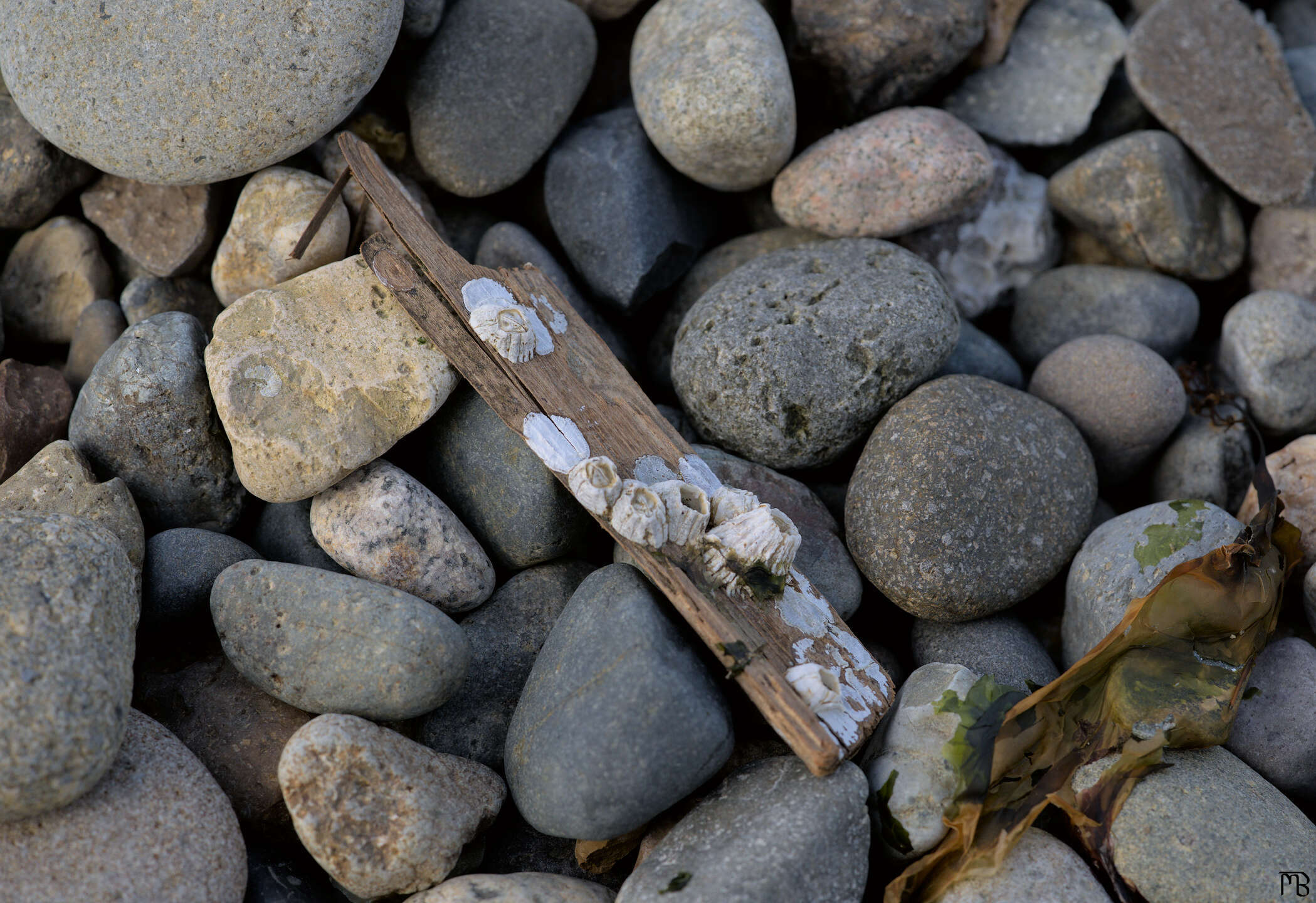 Barnacles on driftwood on rocky beach