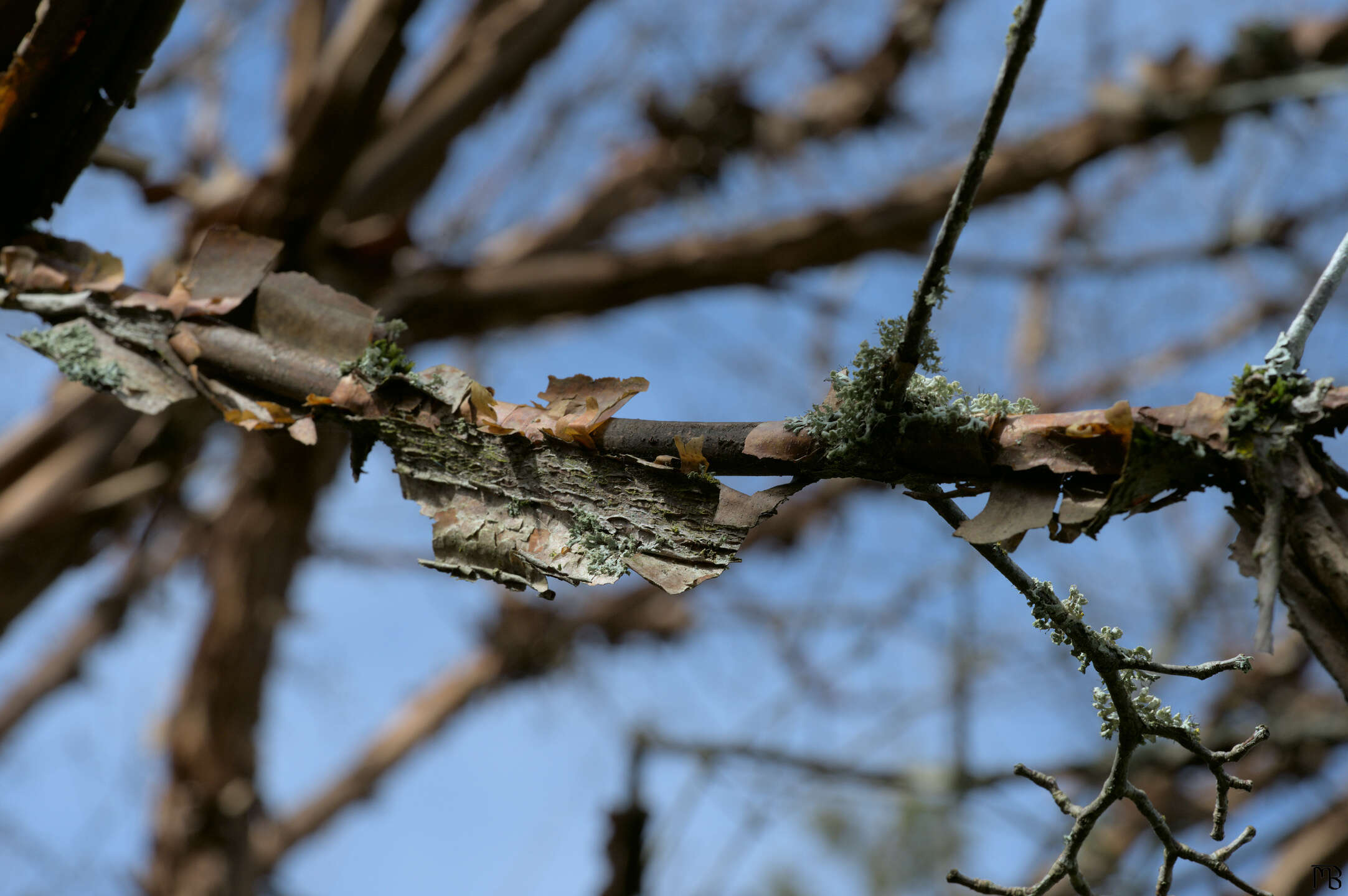 Falling branch bark