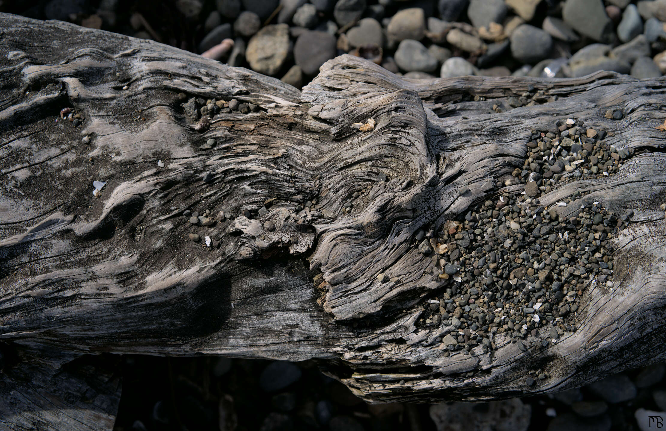Stony driftwood above stone beach