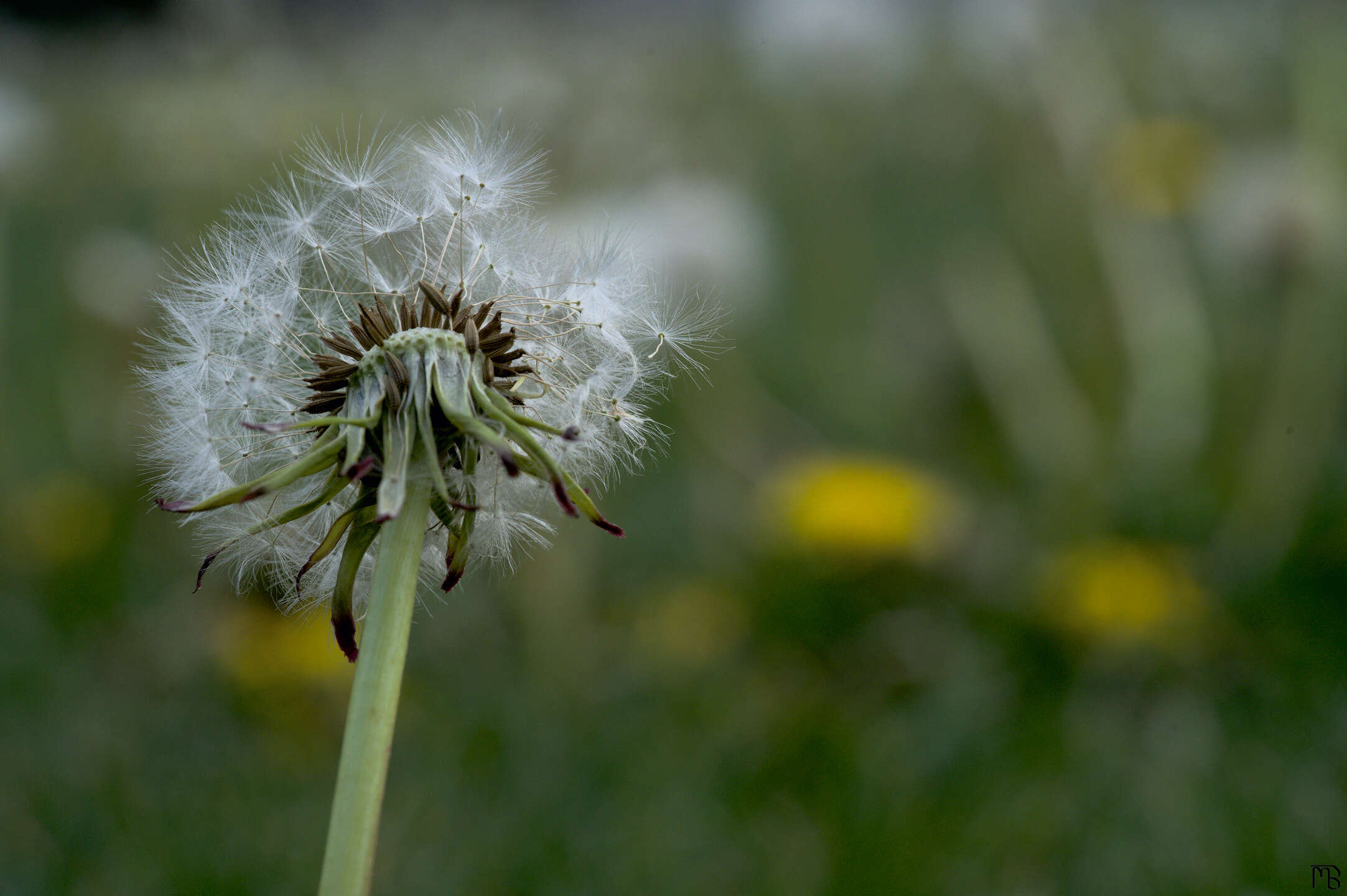White dandelion against green and yellow field