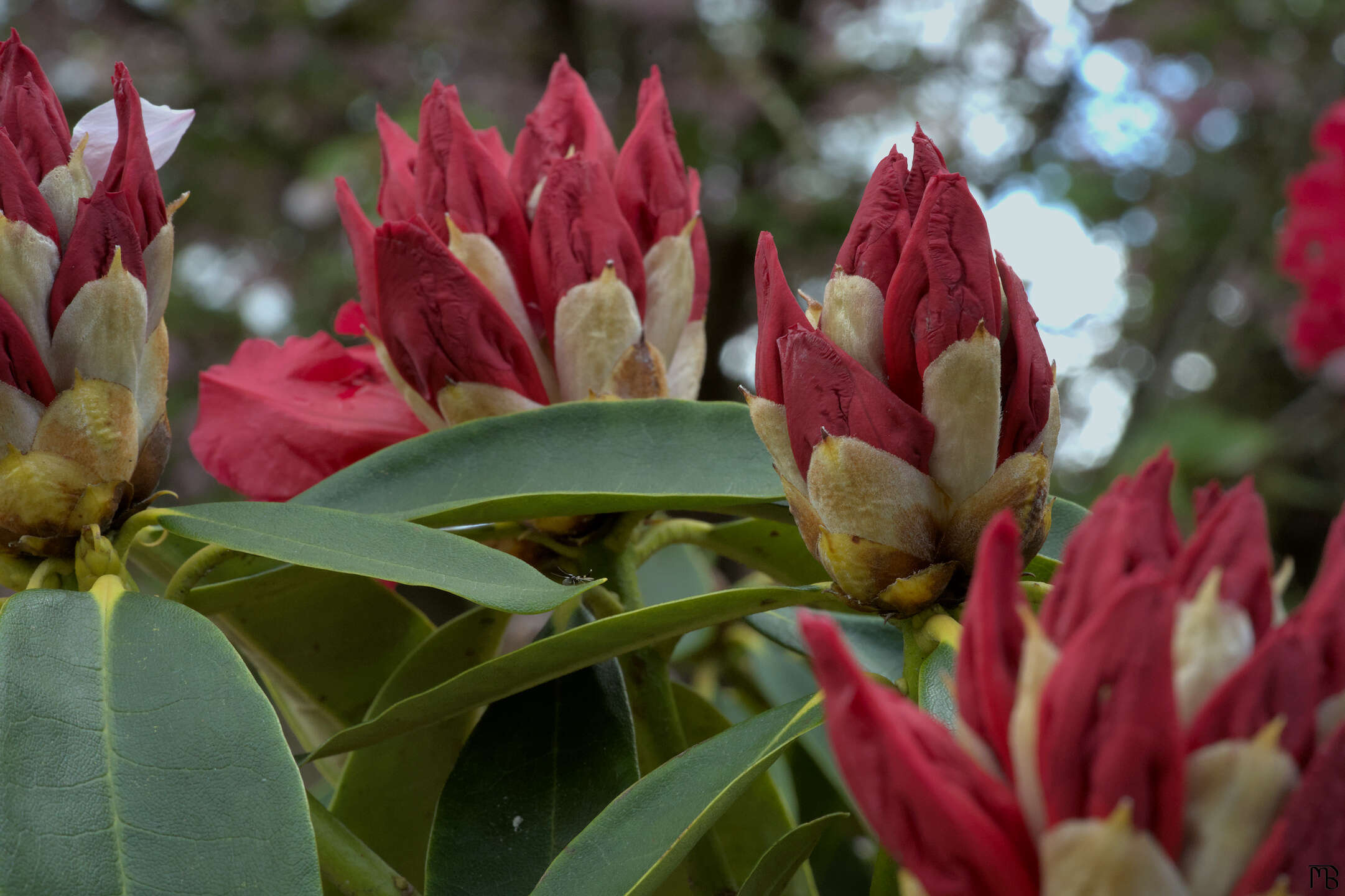 Red flowers on green bush