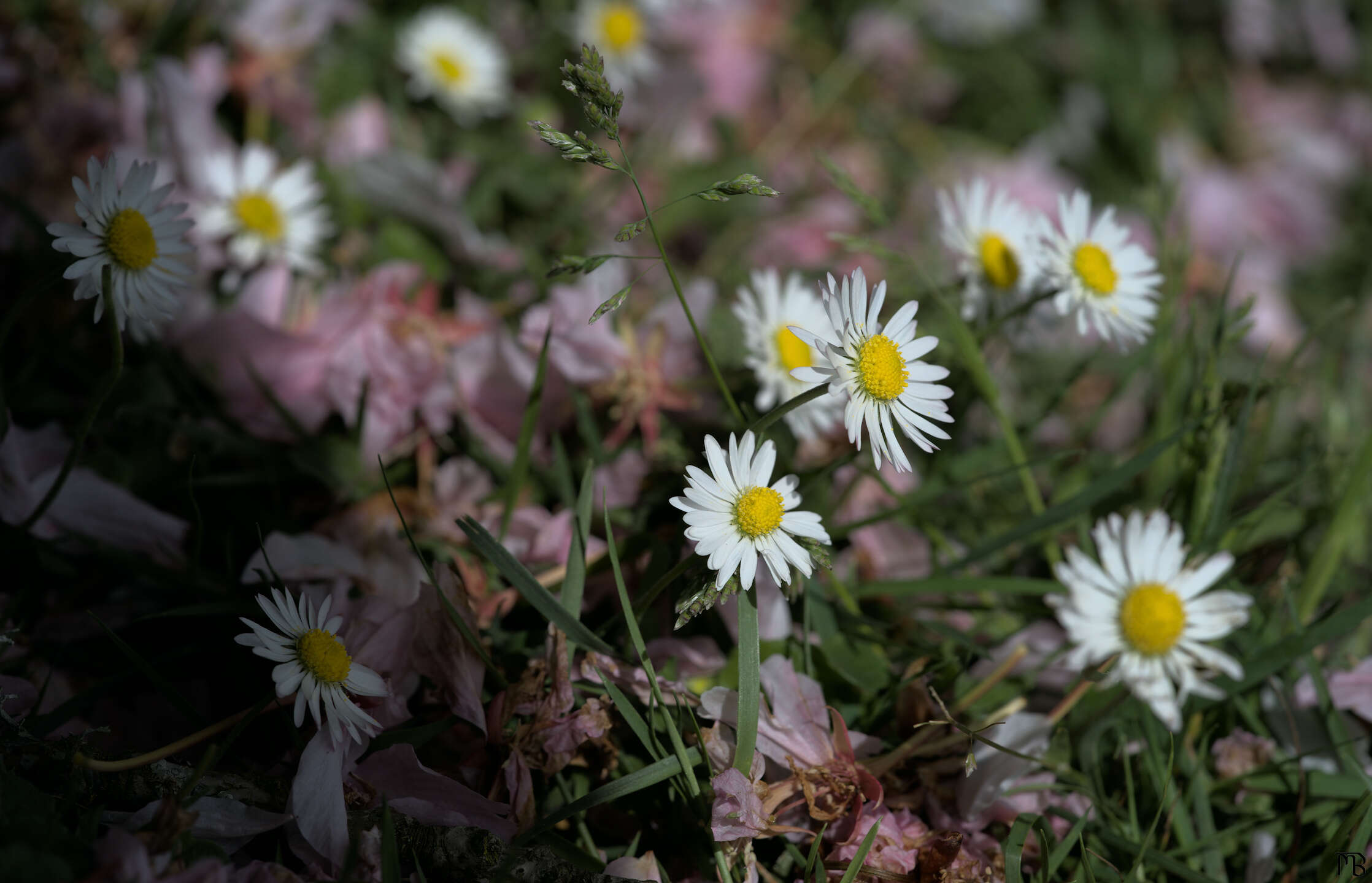 White daisies with pink cherry blossoms around them