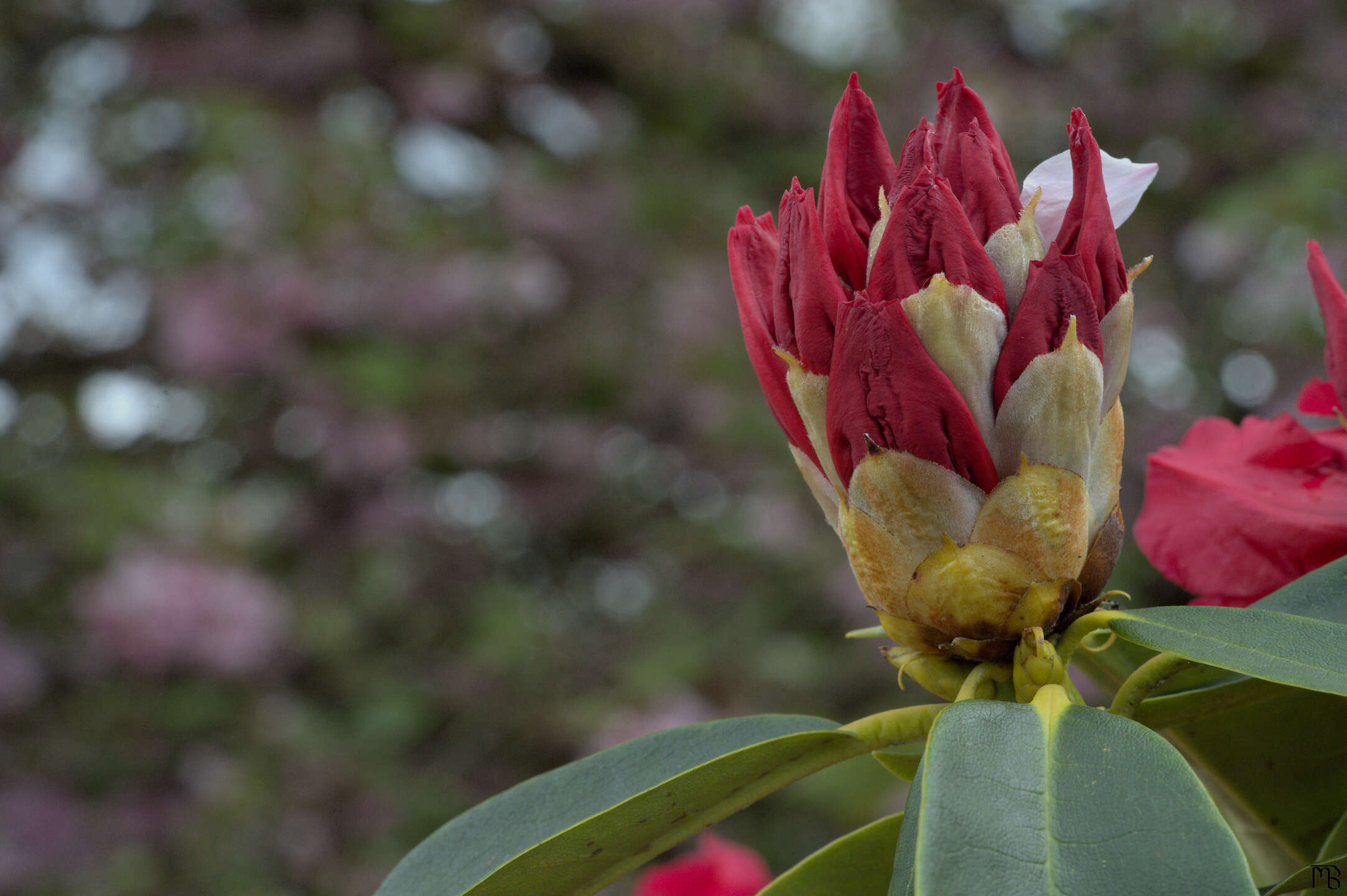 Red flower against tree