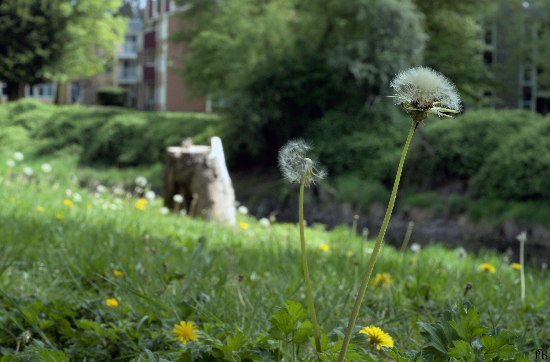 Two dandelions near stump