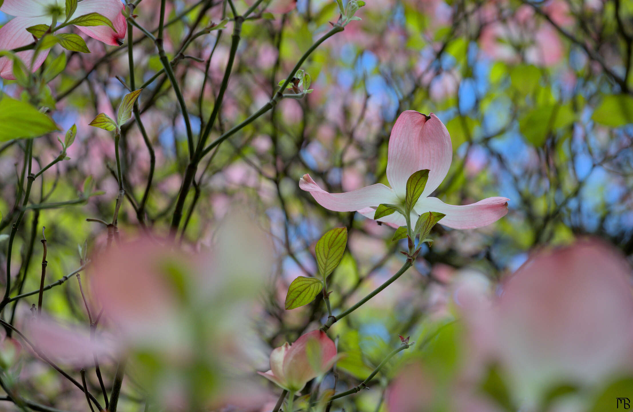 Pink cherry blossom tree with blue sky