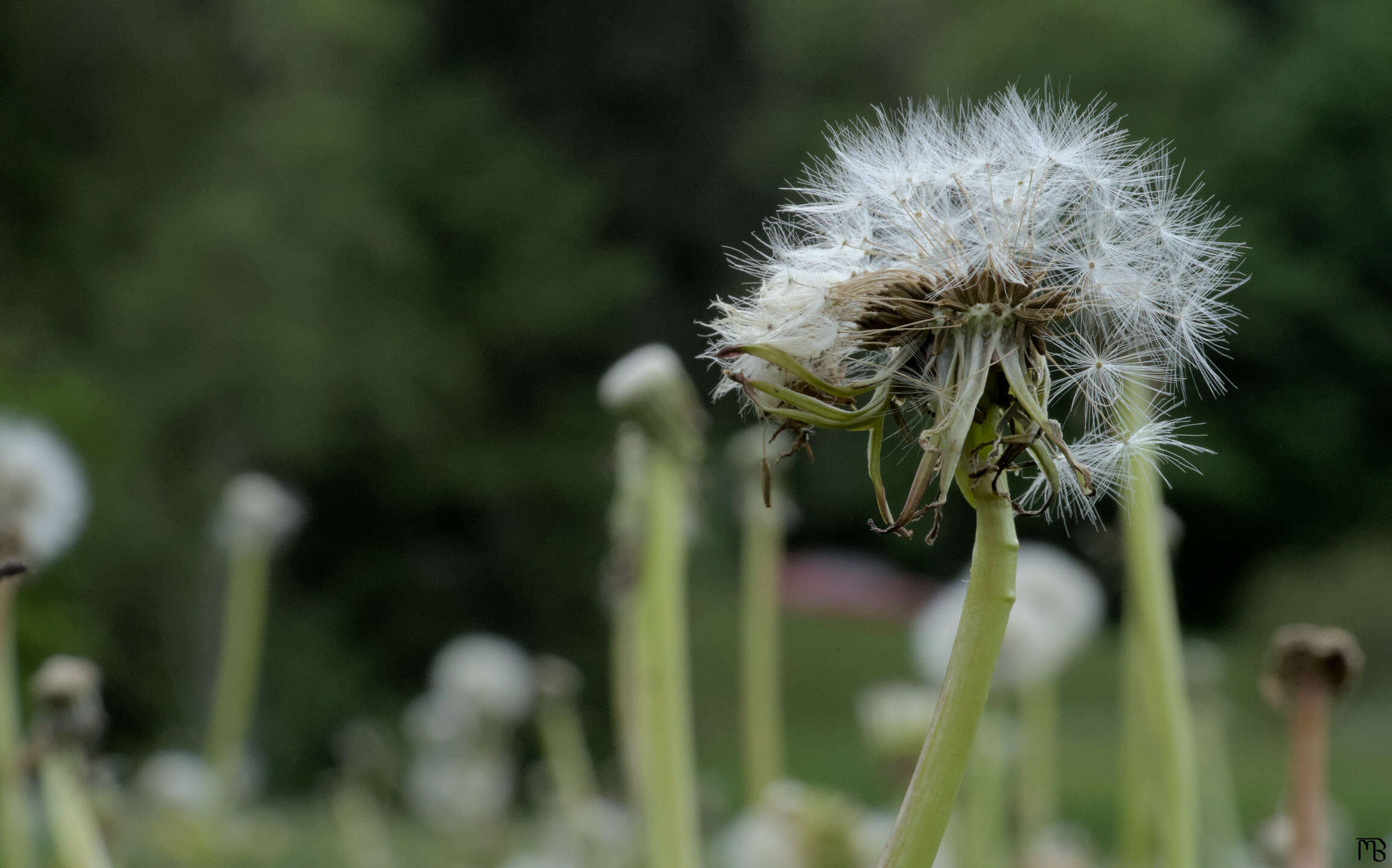 White dandelion in pieces 