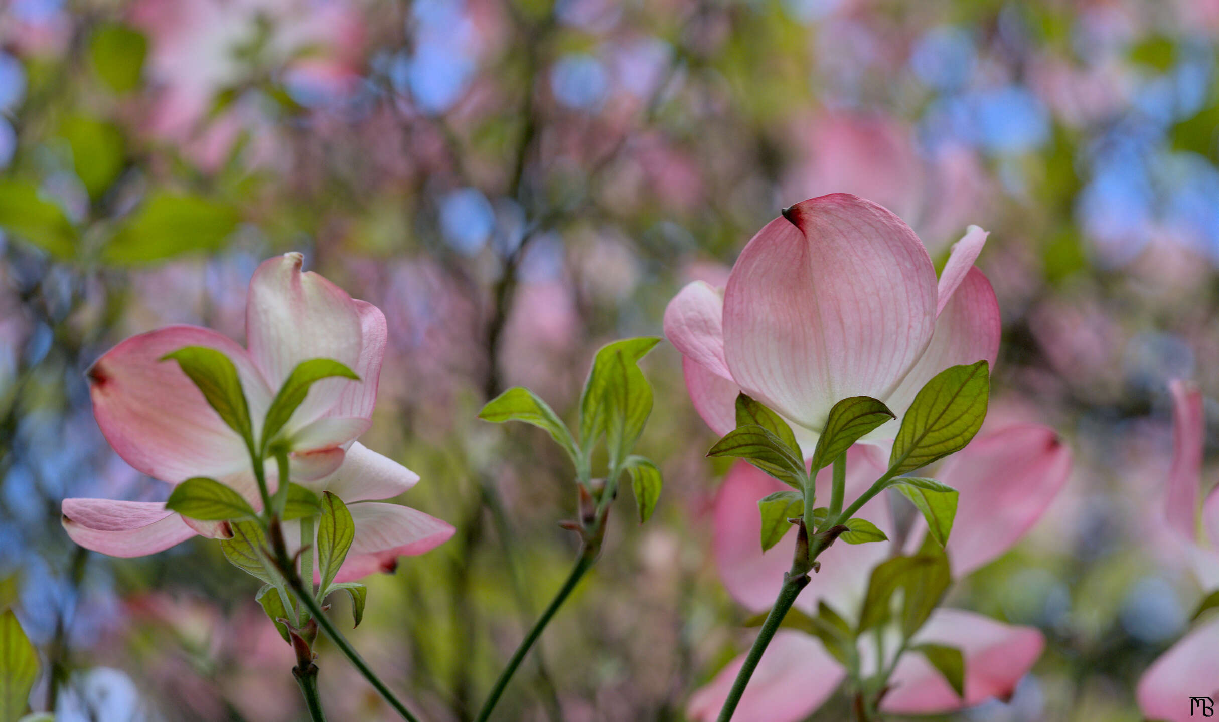 Pink cherry blossom pedals in tree