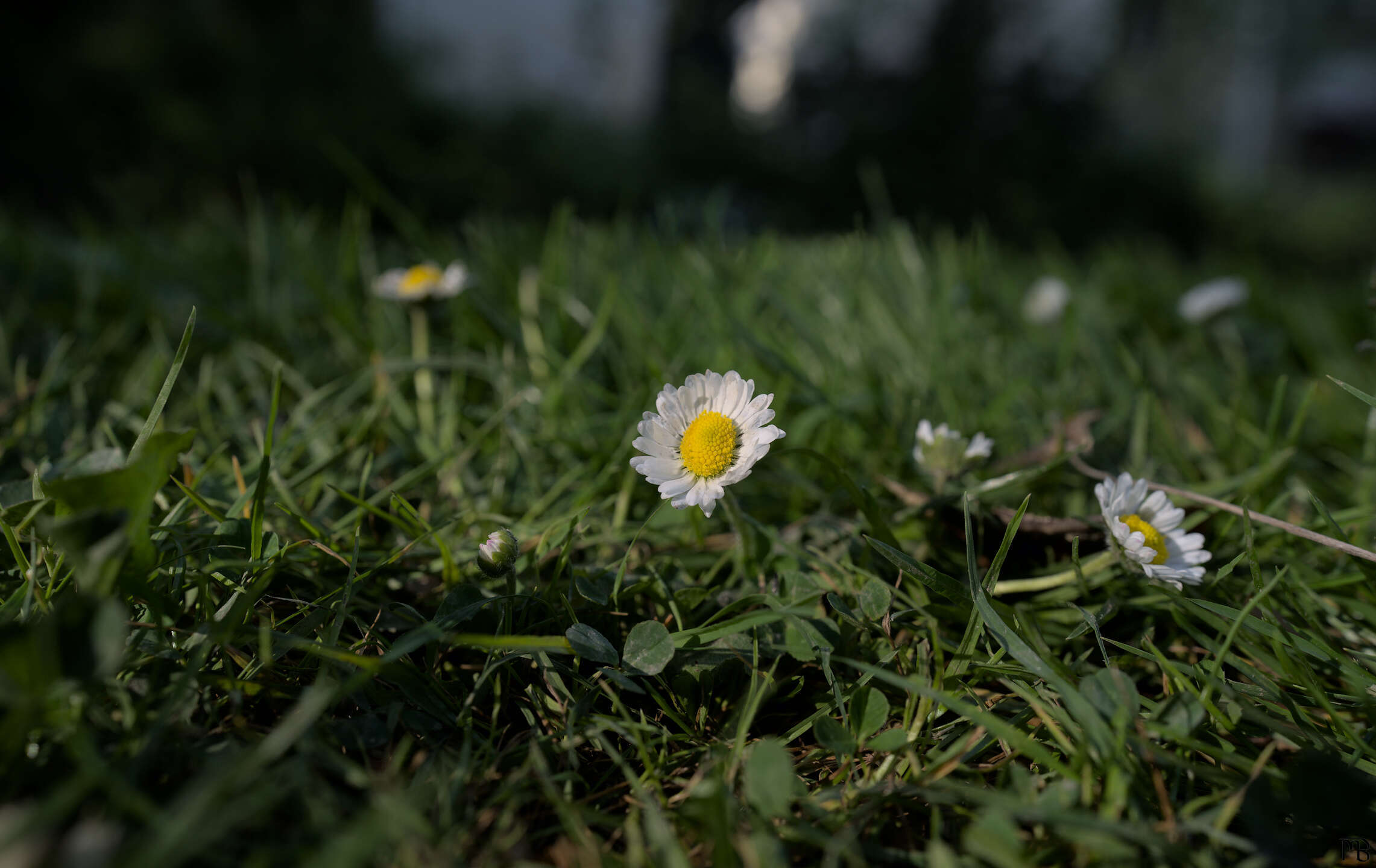 White daisy in grassy field