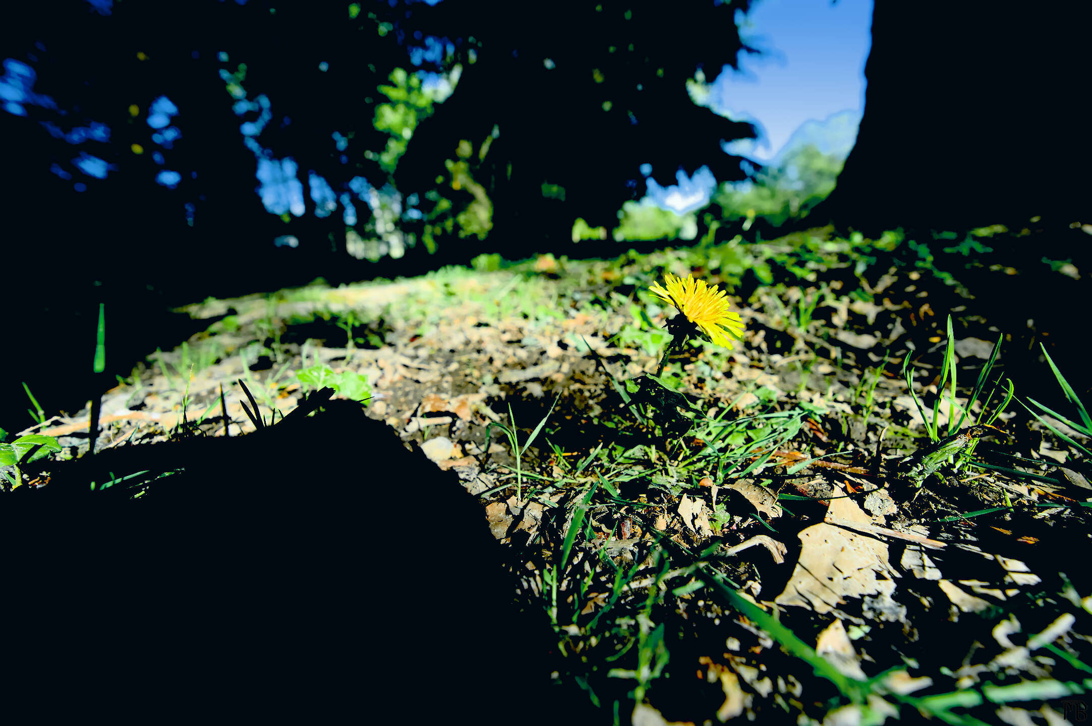 Arty yellow flower in little green field