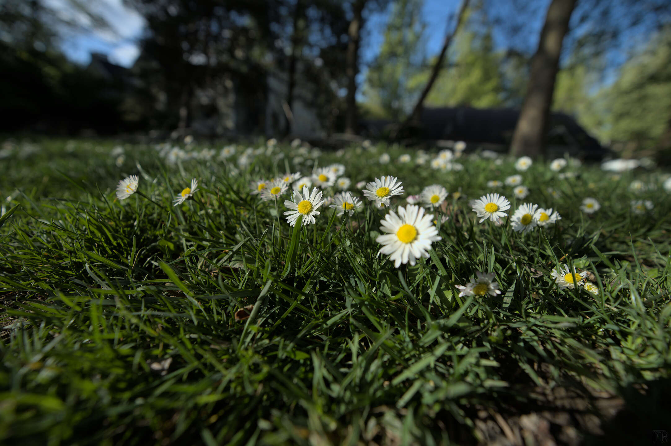 Field of daisies in front of houses