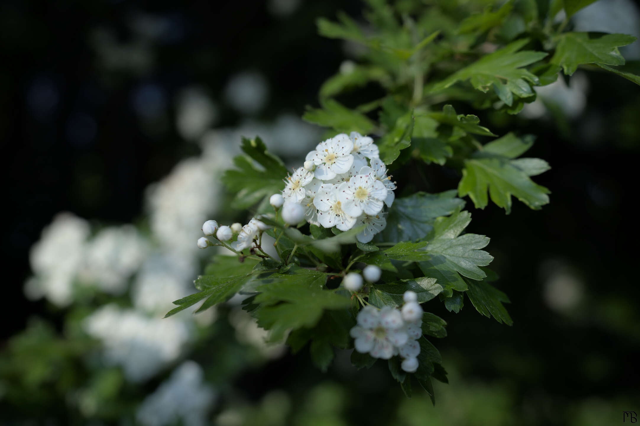 White flowers on tree branch in sun