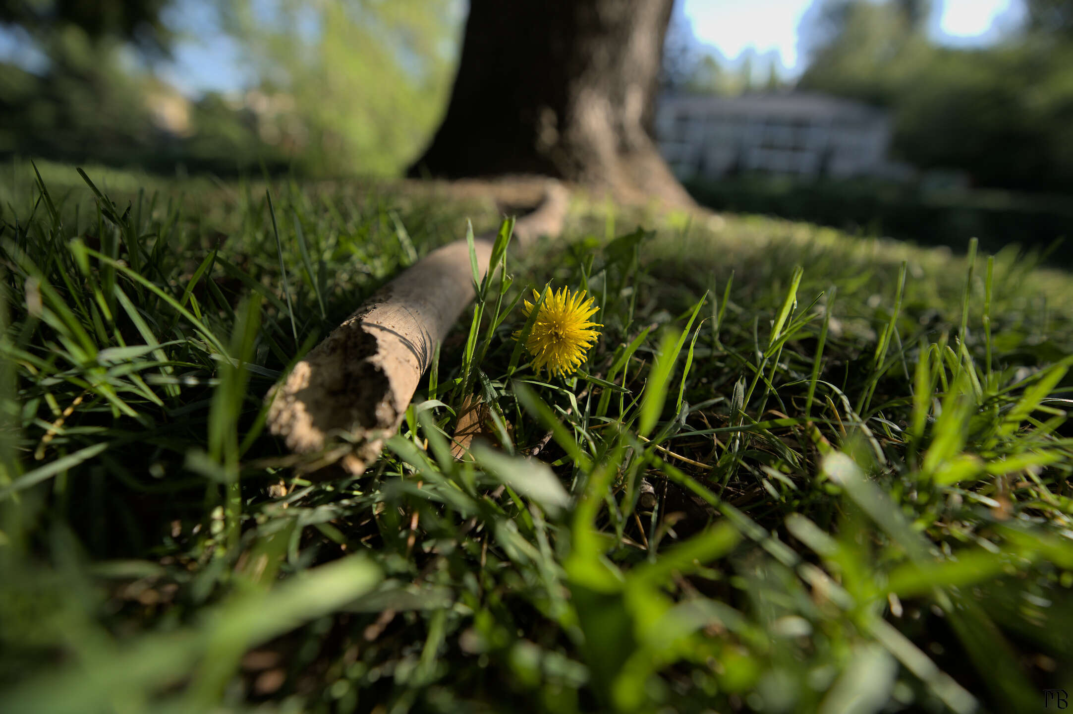 Yellow flower in grass by branch