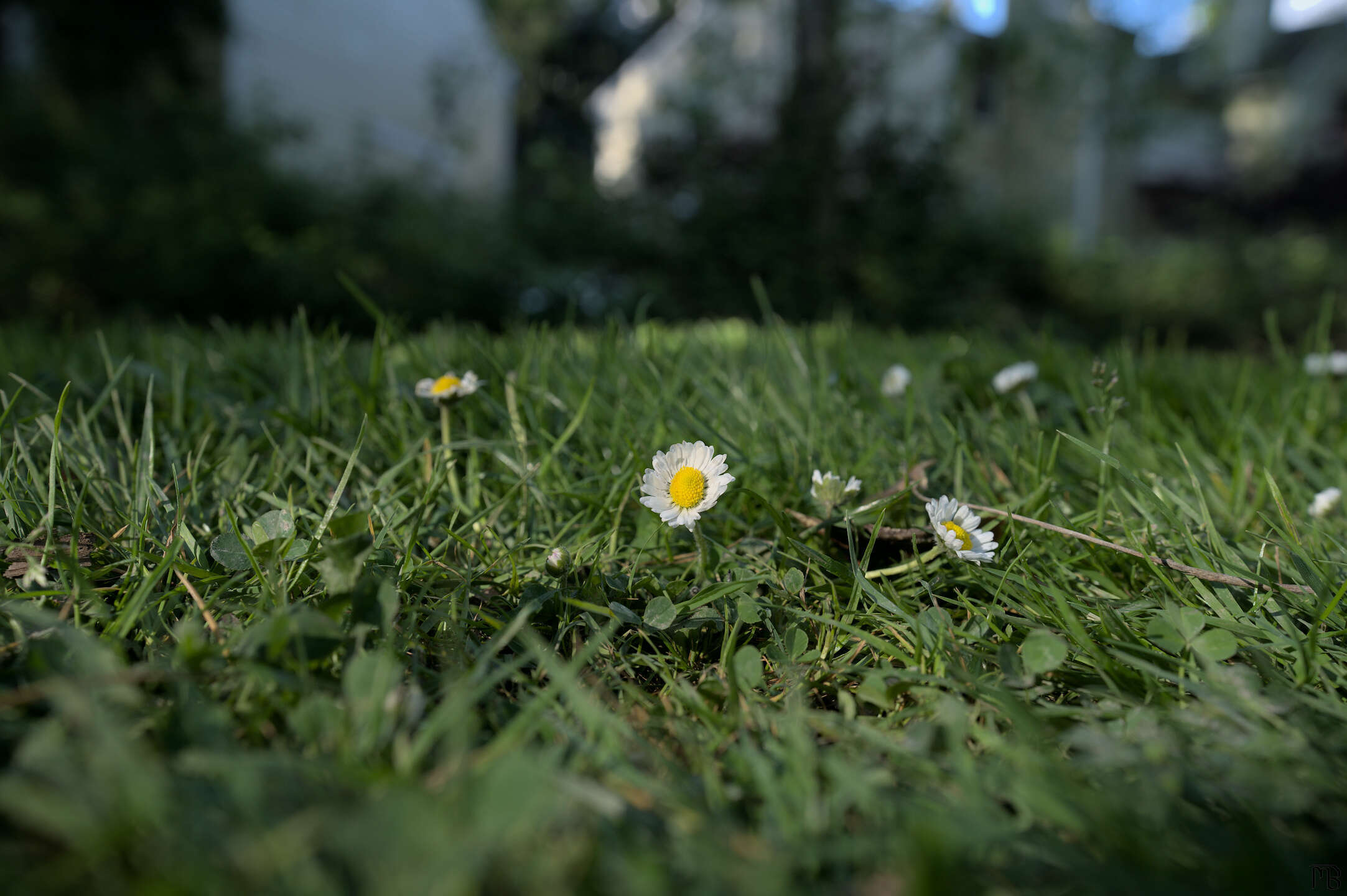 White daisy in grass field