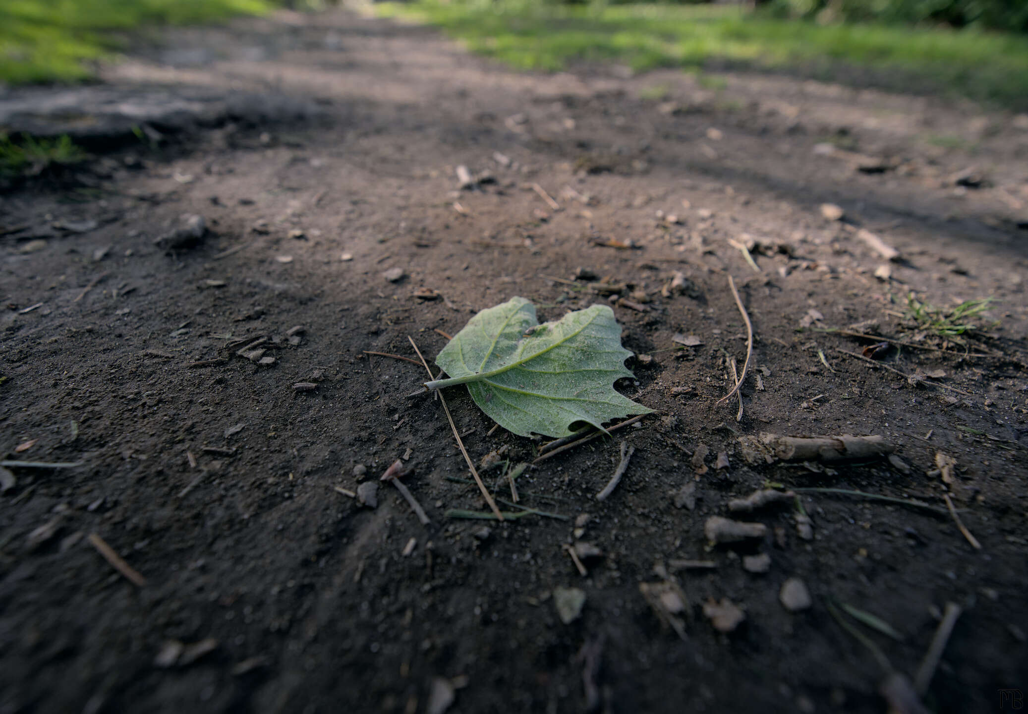 Leaf on dirt track