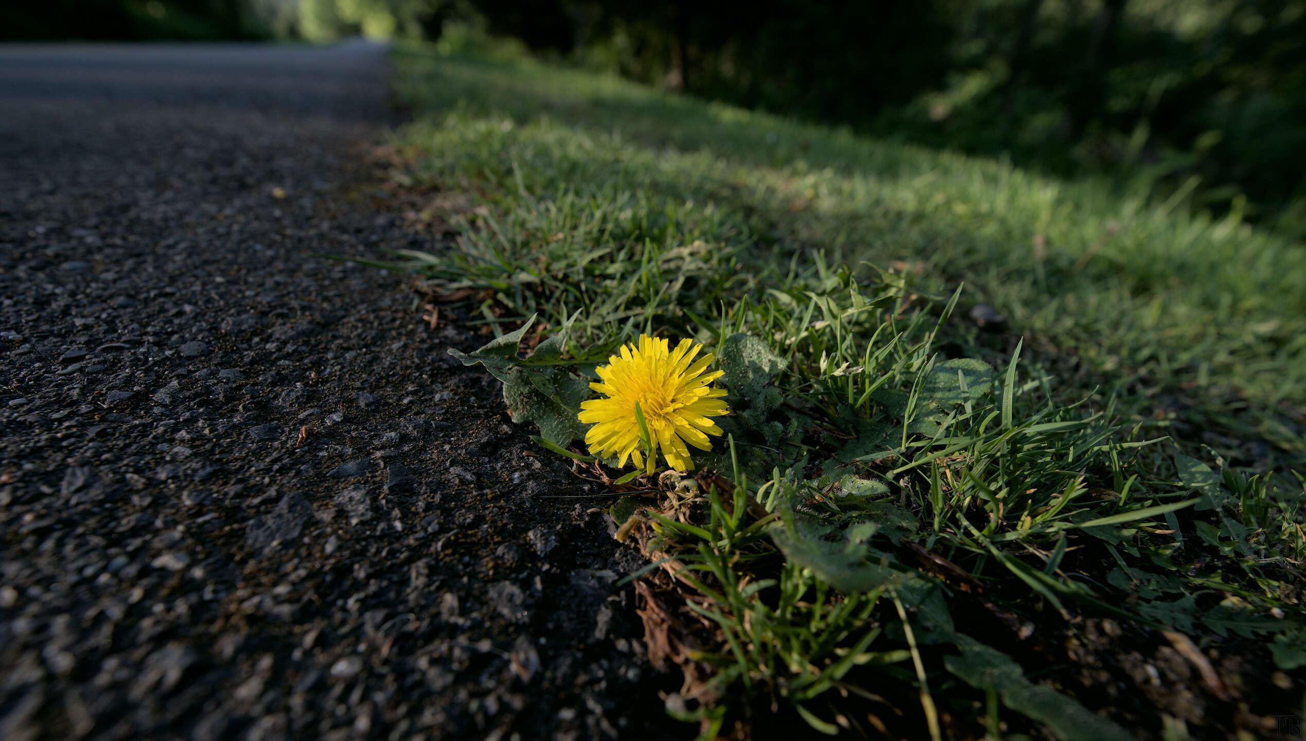 Yellow flower in grass by road