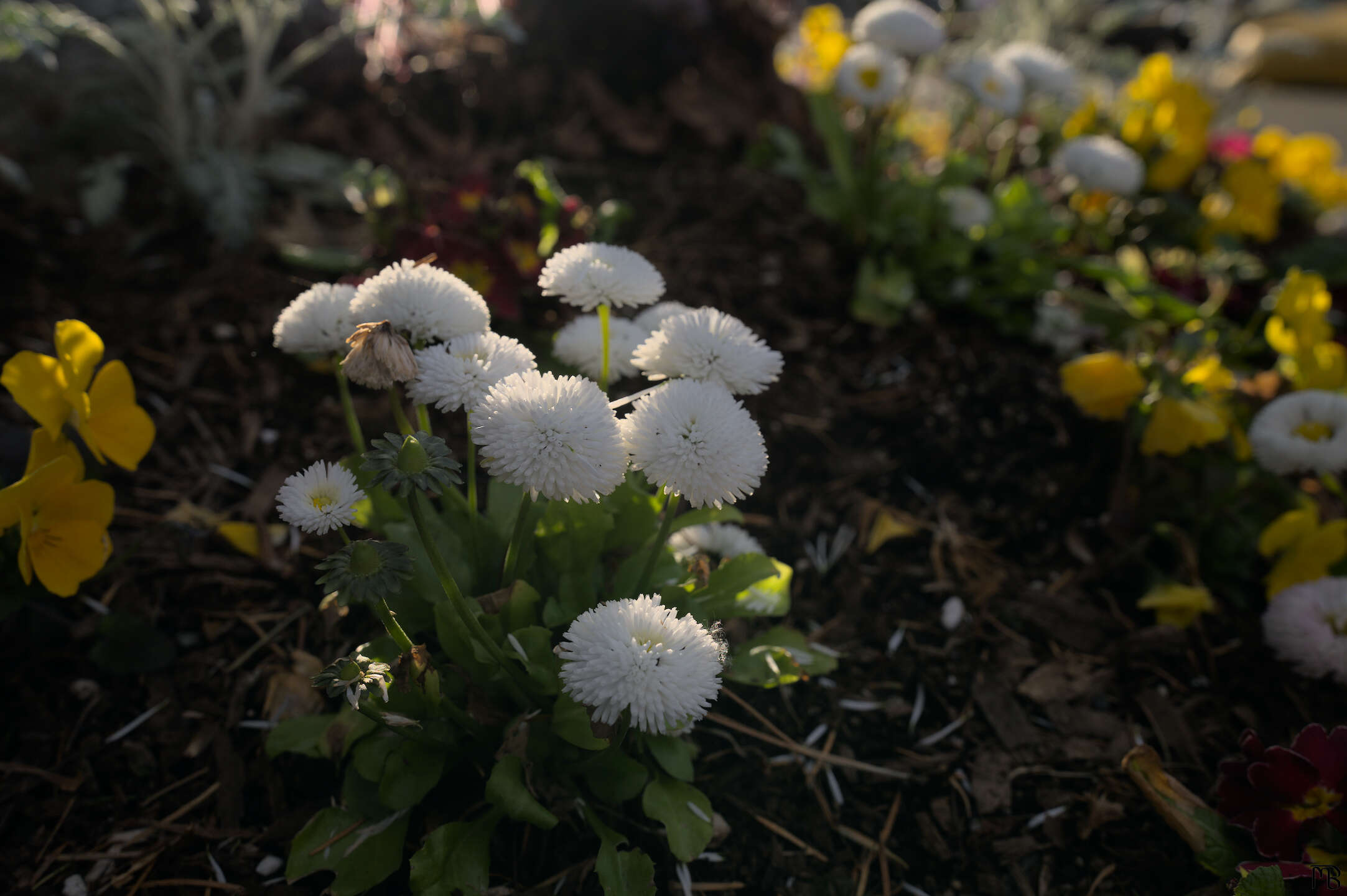 White flower in garden bed