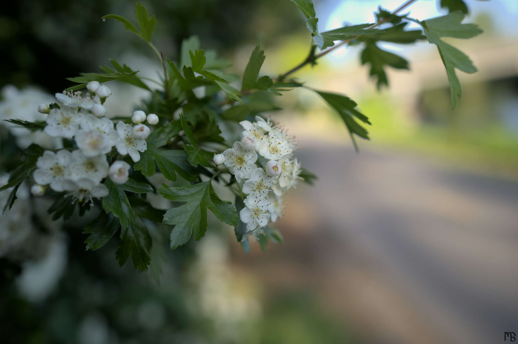 White flower on green branch