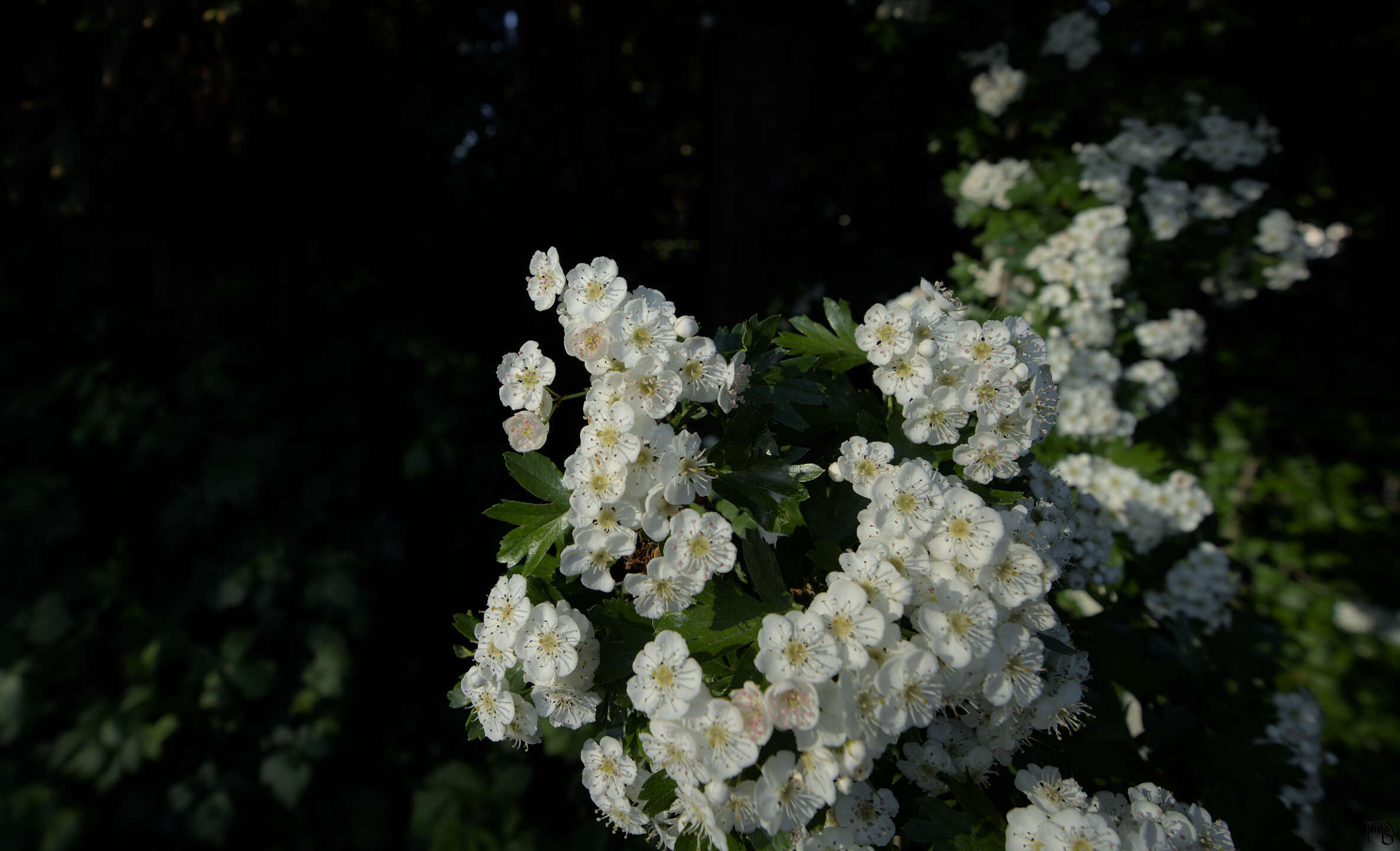 White flowers in tree