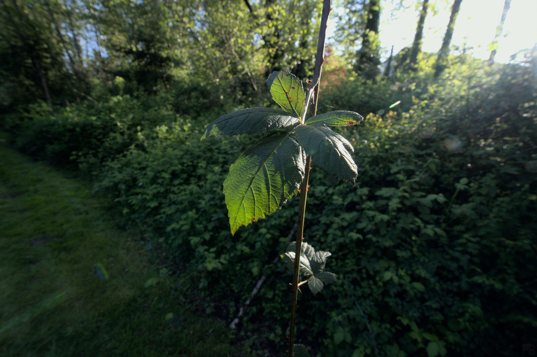 Green leaf on vine in the sun light