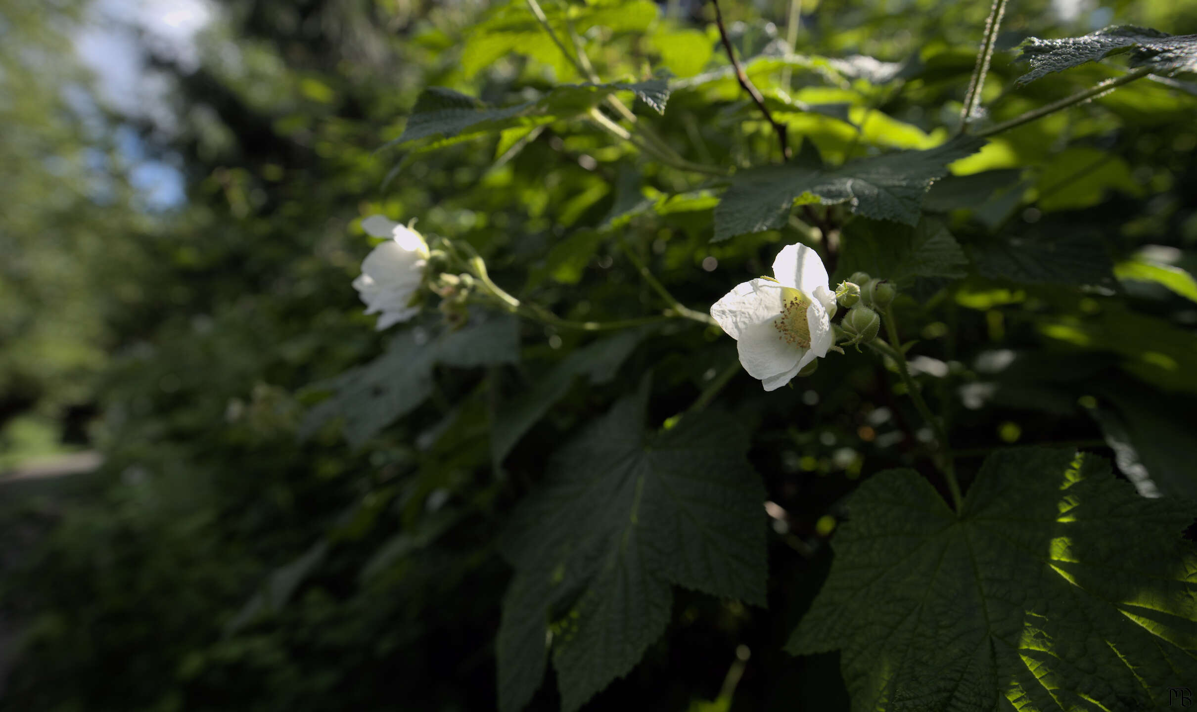 White flowers on bush in the sun