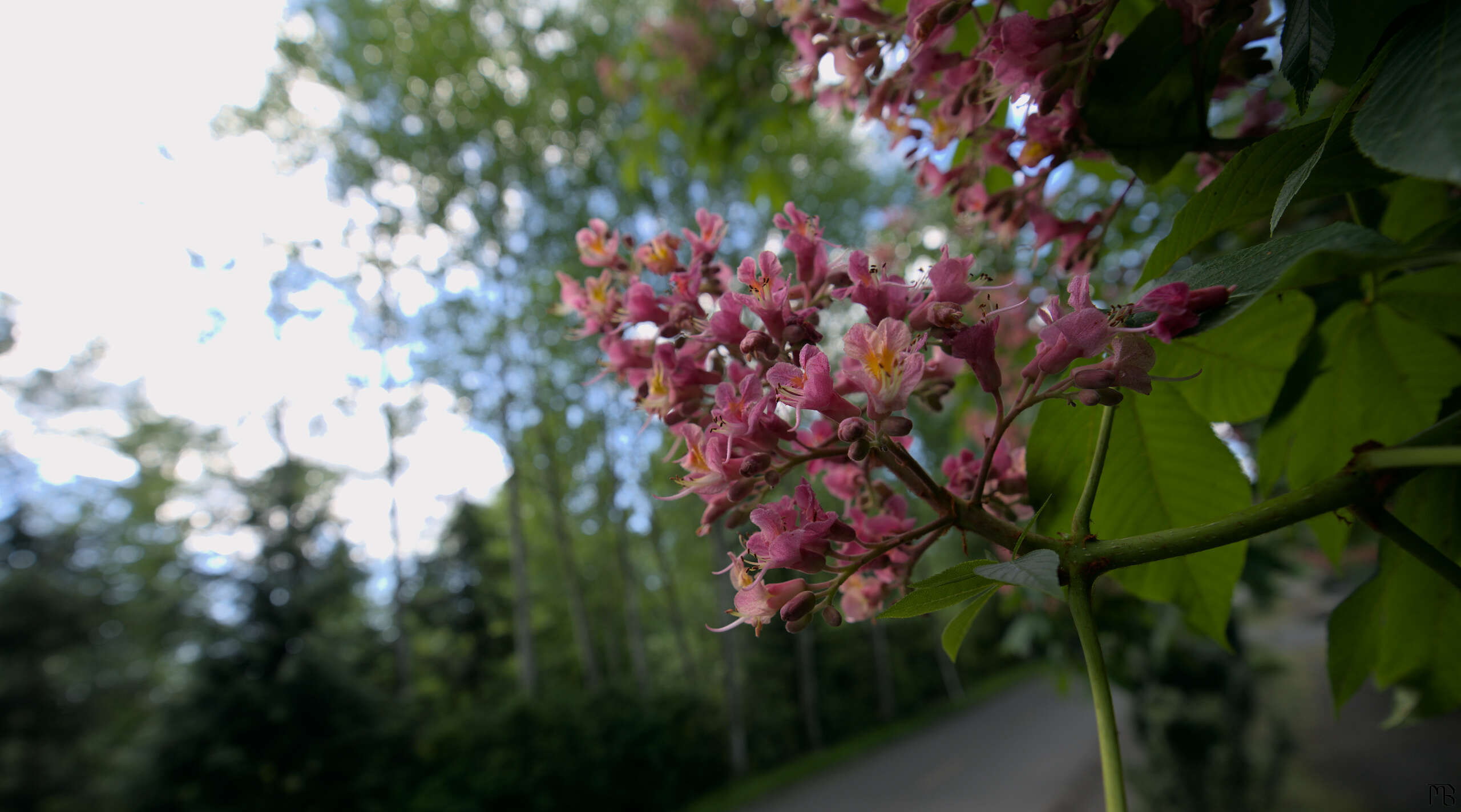 Pink flowers in the sun