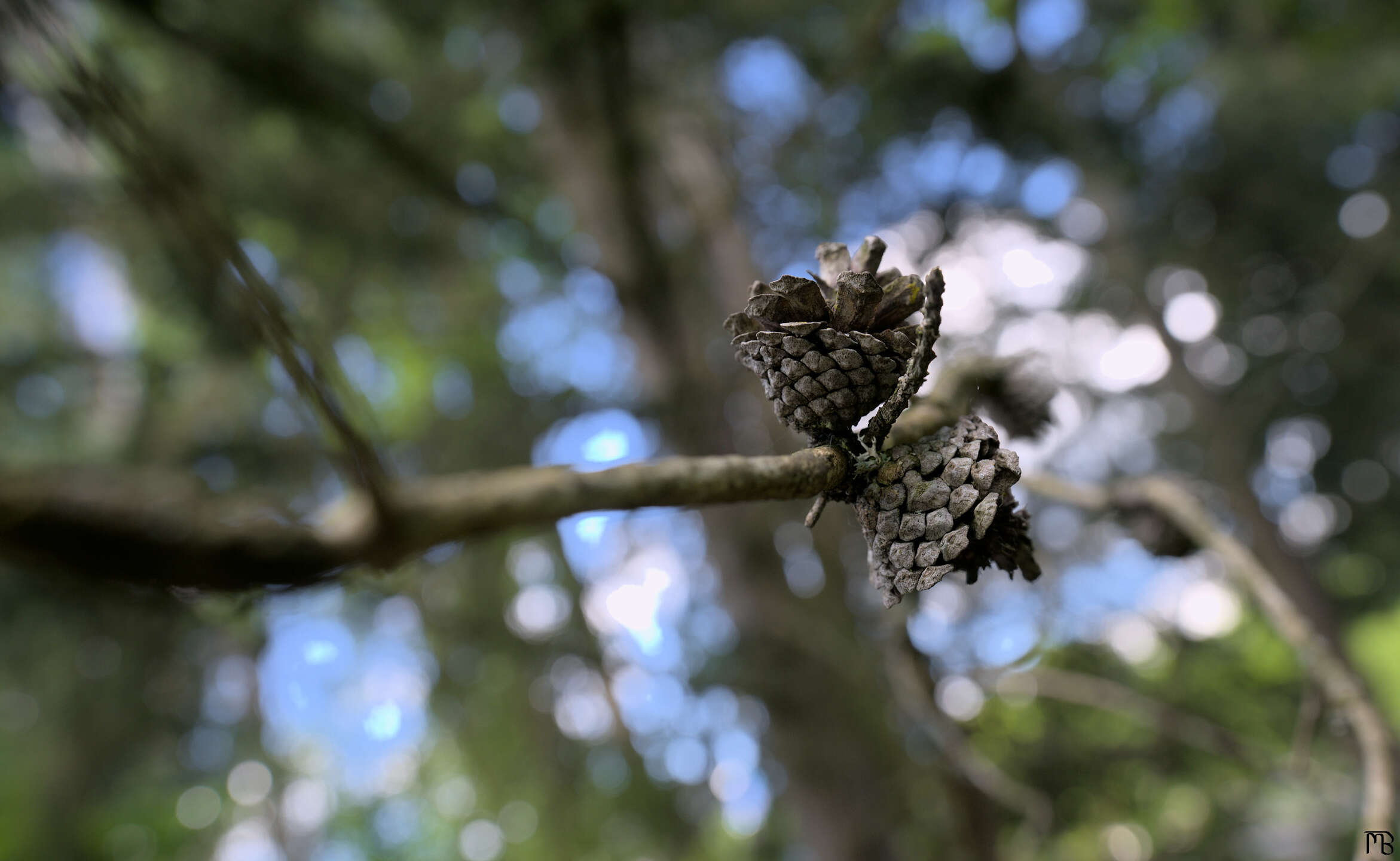 Dried acrons on tree branch